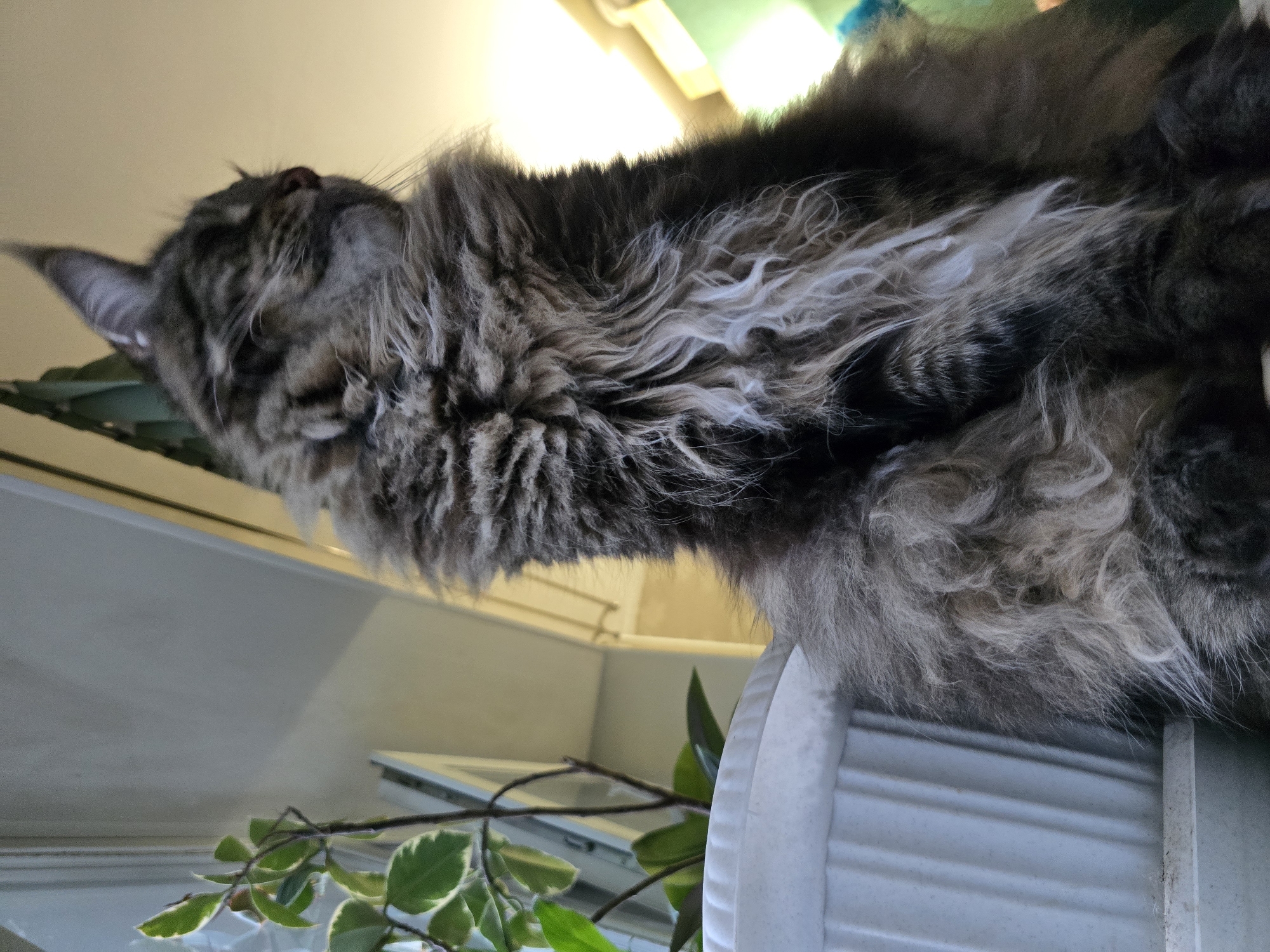 A close-up, low-angle shot focuses on the upper body of a large, long-haired tabby cat sitting near a window. The cat's fur is a mix of gray, black, and white, with particularly dense ruff around its neck. Its head is turned to the right, with its eyes closed and its expression appearing relaxed. The background is blurred, with a bright light source to the right suggesting artificial lighting or sunlight coming through the window. To the left, a white potted plant with green and white variegated leaves is partially visible. The setting appears to be indoors, possibly a windowsill, within a residential environment.