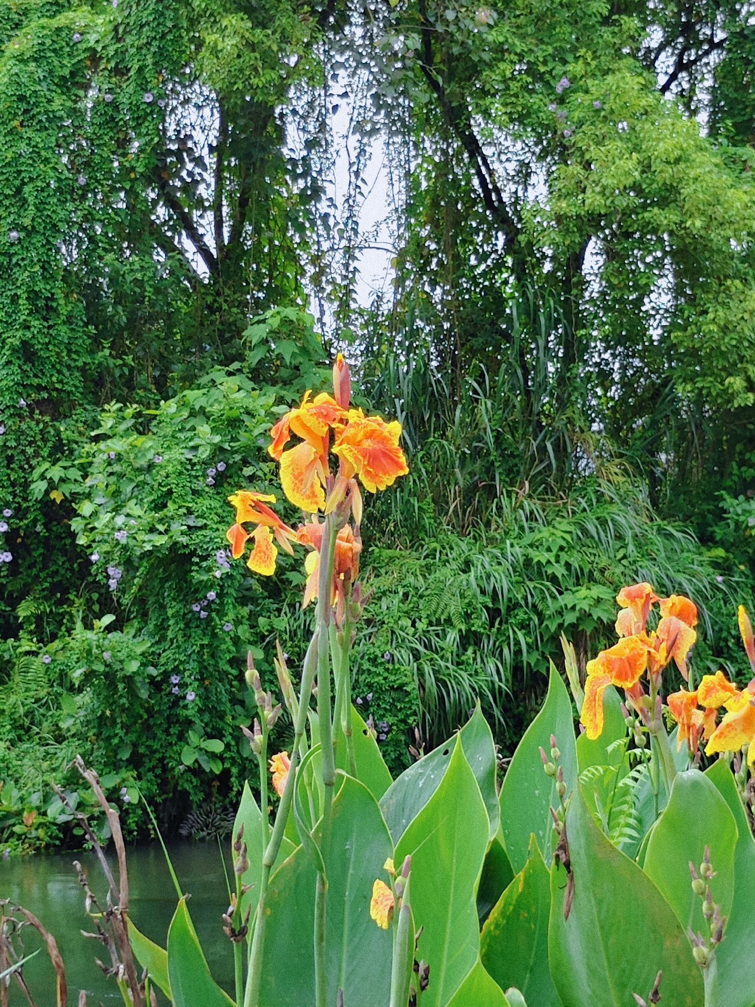 This is a photograph of Canna lilies blooming in a lush, green environment near a body of water. The flowers are a vibrant orange and yellow, with spotted petals. They are growing in the foreground, with large, paddle-shaped green leaves. In the background, dense foliage of trees and vines creates a natural, jungle-like atmosphere. The water in the lower left corner appears calm and reflects the greenery. This scene is likely located in Pokhara, Nepal, known for its beautiful natural landscapes and the presence of various flowering plants and water bodies. There are no people or animals visible in the image.