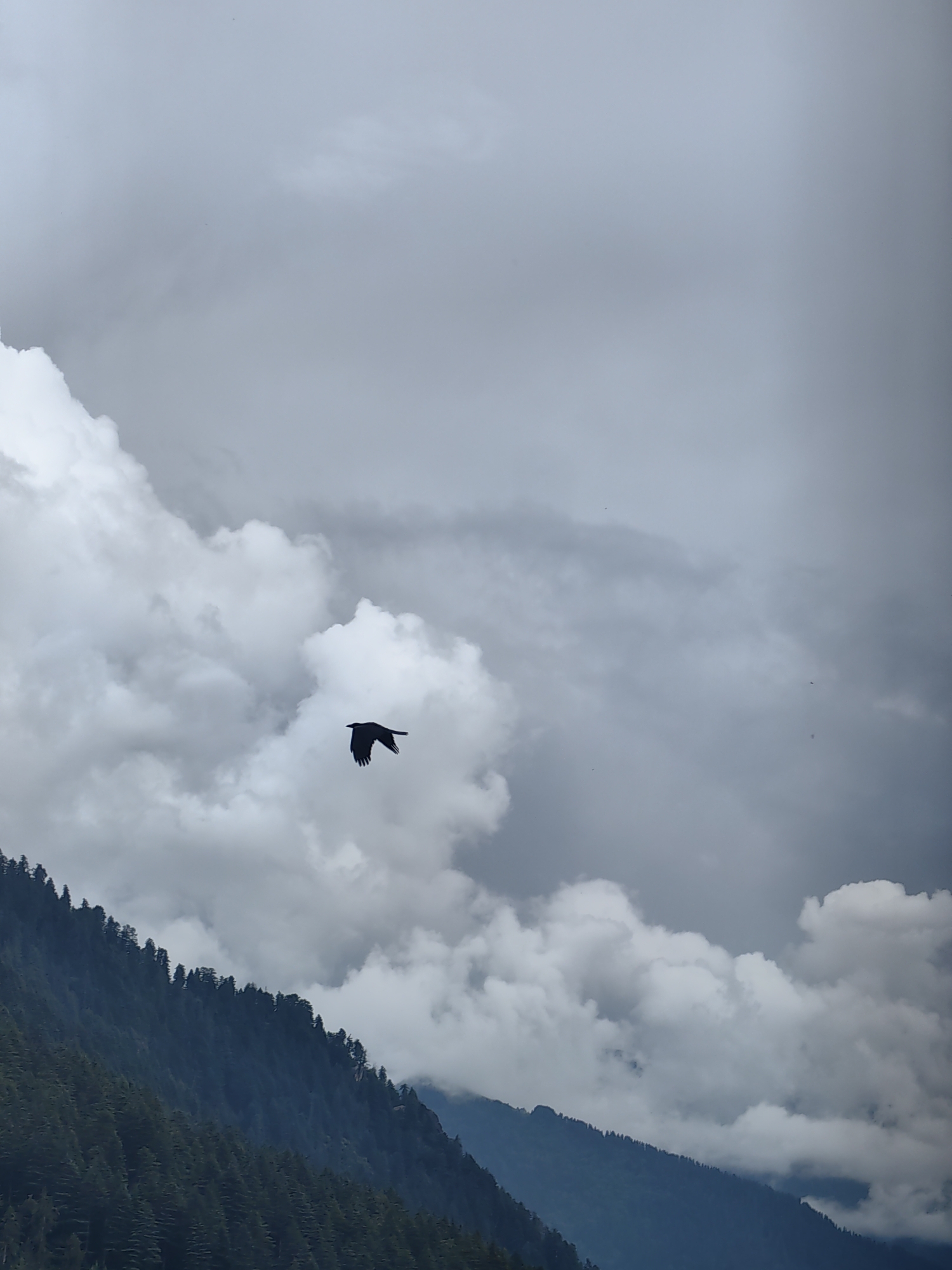A lone crow flies through a cloudy sky above a forested mountain slope. The crow is silhouetted against the bright white clouds, its wings spread wide in flight. The mountain is covered in a dense forest of dark green pine trees. The sky is a mix of white and gray clouds, with hints of blue peeking through. The scene is serene and peaceful. The location is likely in the hills surrounding Manali, India, known for its natural beauty and mountainous terrain.