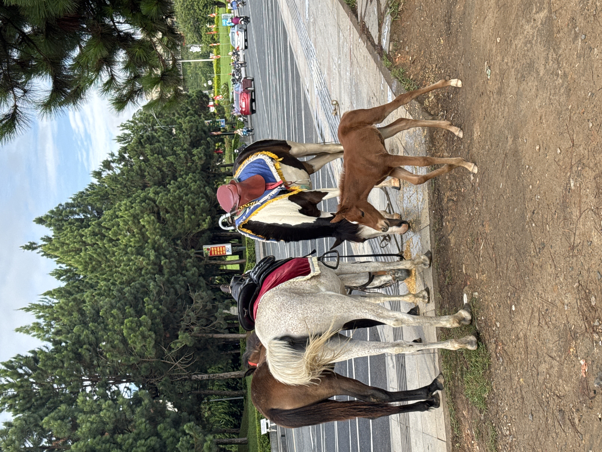 The image shows three horses and a foal standing on a sidewalk adjacent to a road in Da Lat, Vietnam. The horses are saddled and appear to be used for tourist rides. Two are darker in color, while one is a light grey with darker spots. The foal is brown and standing close to one of the adult horses. A line of trees, as well as a glimpse of cars on the road, indicate the scene. The sidewalk has linear patterns suggesting paving stones.