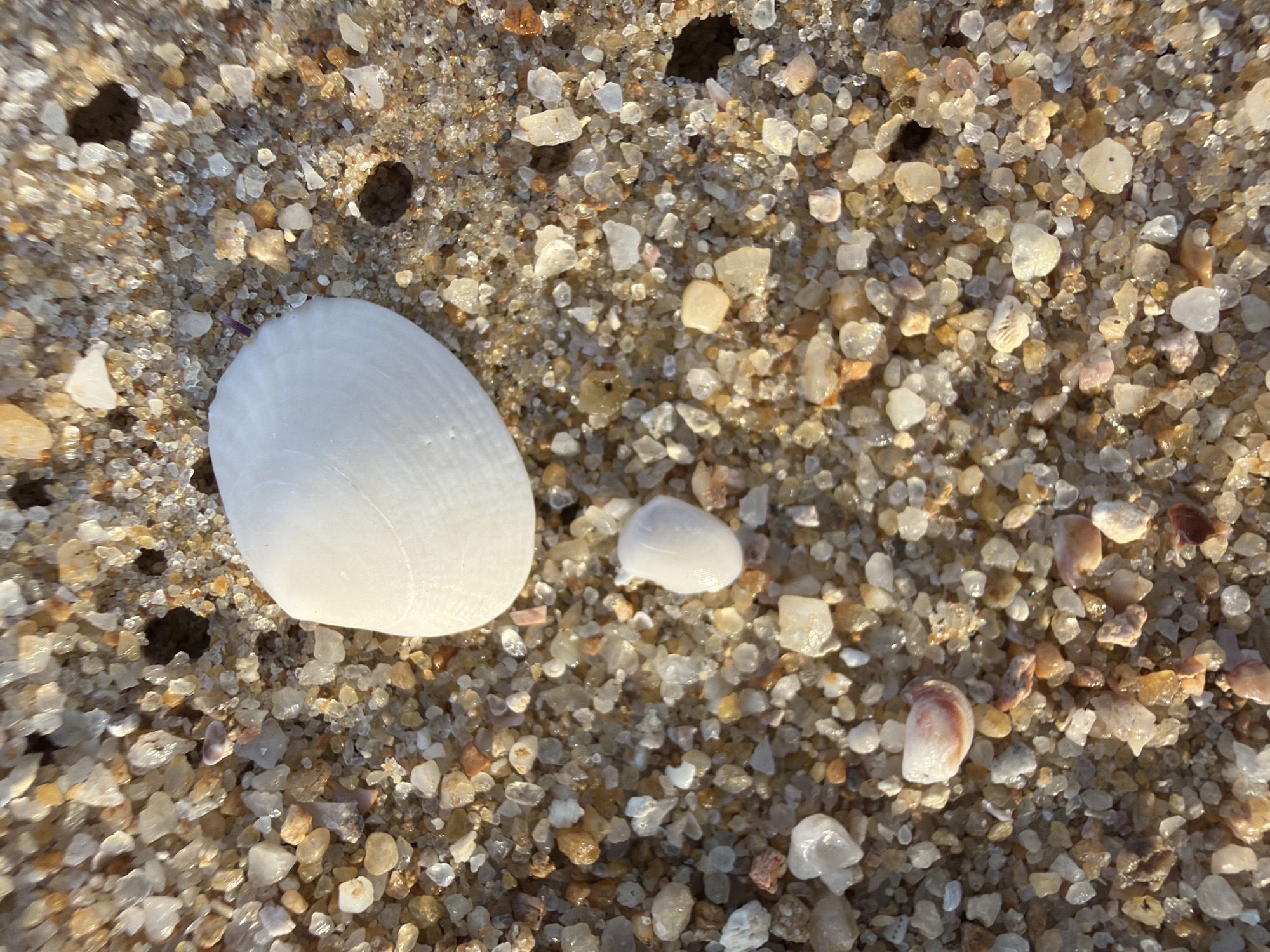 The image shows a close-up, overhead view of wet sand on a beach. The sand is composed of small grains of various colors, including white, tan, and some darker specks. Scattered among the sand are several small, white seashells. One large, prominent seashell is positioned in the left half of the frame, appearing smooth and somewhat iridescent. To its right, a smaller, rounded white shell is visible, and further to the right, a tiny shell fragment with reddish-brown markings is present. The sand itself has small indentations or holes, suggesting it might have been recently disturbed, perhaps by water or small creatures. The lighting suggests it is daytime, likely late afternoon or early morning due to the angle of the shadows and the warm tones of the sand, hinting at the golden hour. The scene evokes a sense of natural tranquility and the simple beauty of a coastal environment. The location context places this scene in South Quy Nhon Ward, Vietnam, a region known for its beaches. There is no visible text in the image.