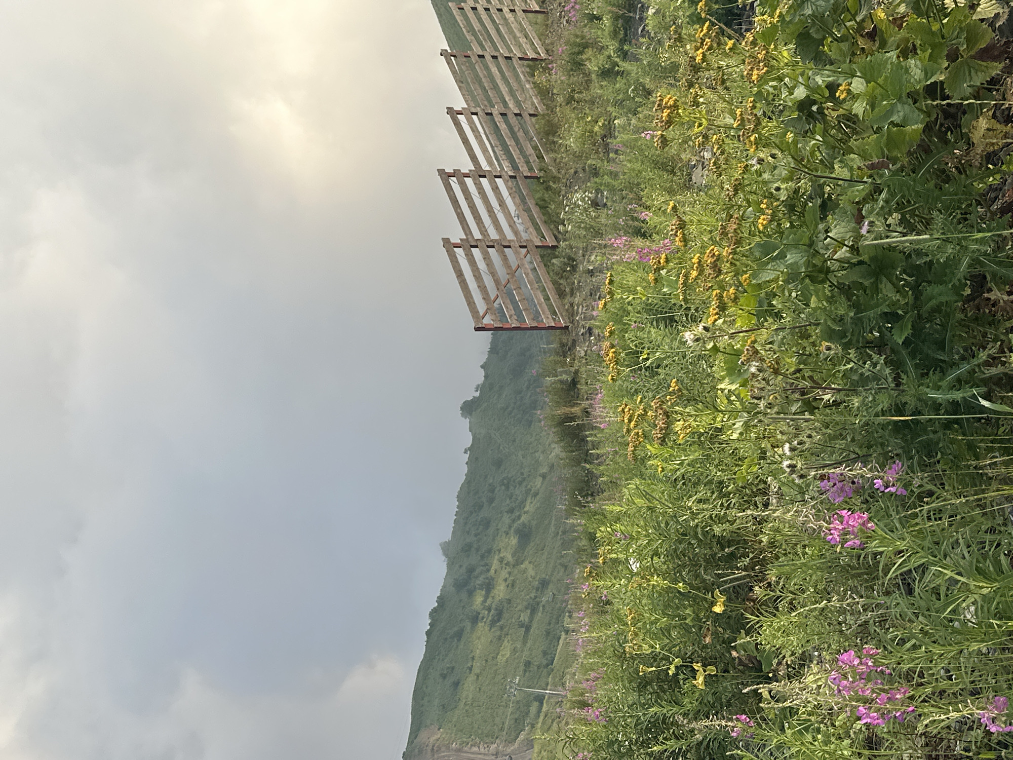 This image depicts a mountainside in Estosadok, Russia, covered in lush green vegetation and wildflowers. In the foreground, a vibrant meadow blooms with pink and yellow flowers, interspersed with tall green stalks. A wooden fence, constructed with horizontal planks and vertical posts, stretches diagonally across the middle ground of the image. Behind the fence, the verdant slopes of a mountain rise, partially obscured by clouds that create a soft, diffused light. The sky above is overcast, with a hint of brighter light suggesting the sun is trying to break through. The overall scene conveys a sense of natural beauty and tranquility, characteristic of a mountain landscape.
