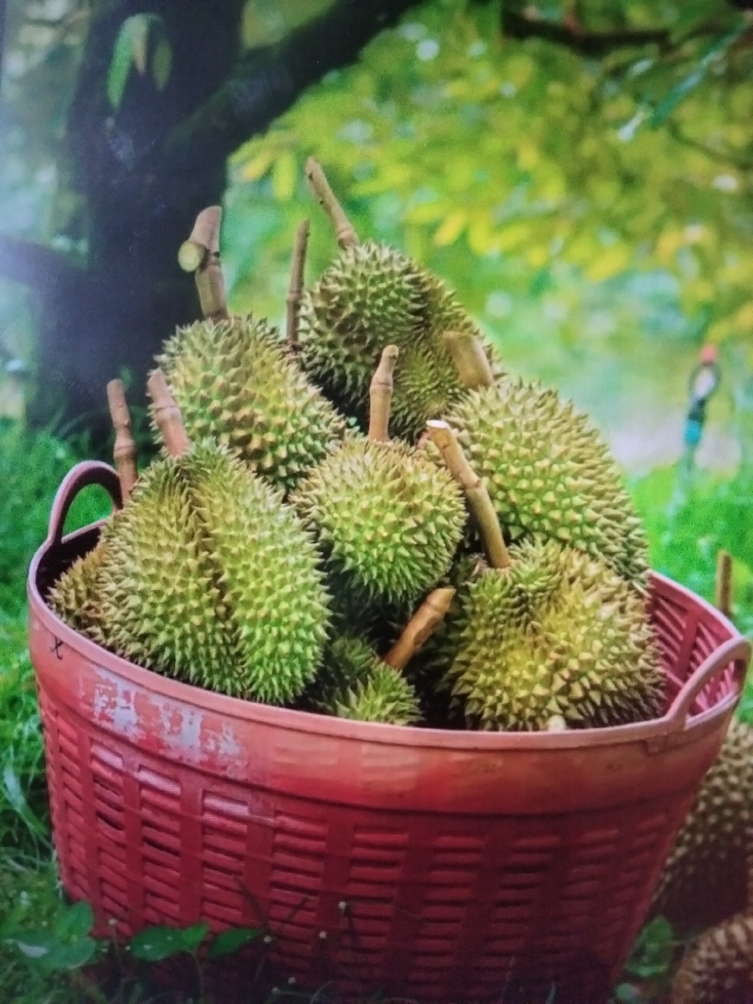 A red woven basket overflows with durians, their spiky green exteriors visible against a blurred background of lush green foliage and a dark tree trunk. Several durians are nestled within the basket, while others are partially visible at the edges, suggesting a bountiful harvest. The basket itself has visible wear and tear, with a visible handle on the left. The overall scene appears to be outdoors, in a natural setting, possibly a plantation or garden. The image is likely from Payagaboh, Indonesia, a region known for durian cultivation.