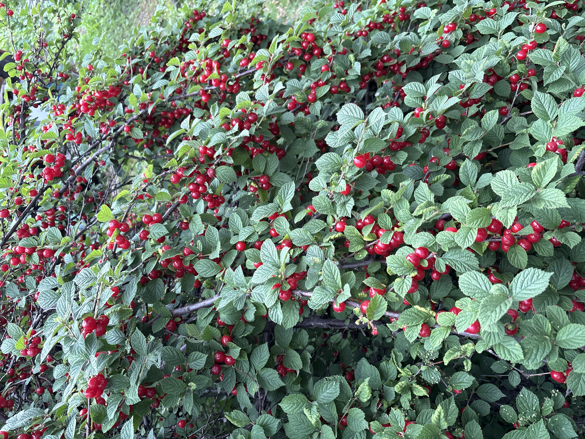 The image shows a dense bush filled with bright red cherries and green leaves. The bush appears to be growing outdoors, likely in a natural setting or a garden, as suggested by the blurred green foliage in the background, which could indicate other plants or trees. The cherries are small, round, and clustered together on thin branches, many of them partially obscured by the lush green leaves. The overall impression is one of abundance and ripeness. The scene is devoid of any human presence or activity. There are no visible landmarks or architectural elements that would help pinpoint a specific location within Siniy Gay, Russia, beyond the general impression of a temperate outdoor environment where such a bush would thrive.