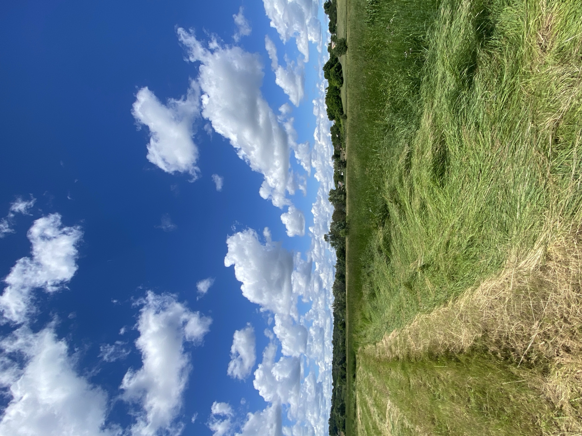 The image depicts a wide, freshly cut meadow in Ustyvytsia, Ukraine, under a bright blue sky dotted with fluffy white clouds. The meadow features a distinct path of mown grass leading diagonally from the lower left to the middle of the frame, contrasting with the taller, uncut grass on the right. In the distance, a dense line of trees and scattered houses form the horizon, suggesting a rural or semi-rural environment. The overall scene is one of an agricultural landscape on a clear day.