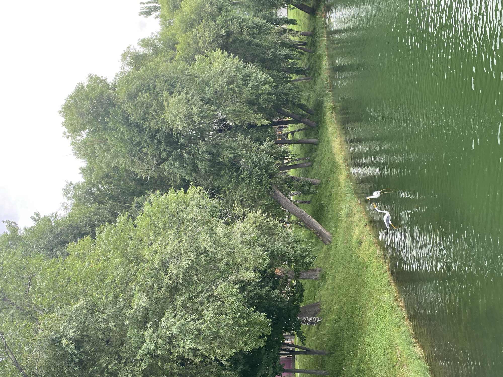 The image depicts a serene natural scene with a focus on the edge of a body of water and a line of lush green trees. The water, a vibrant emerald green, has gentle ripples on its surface, reflecting the sky and trees. Two white birds, likely herons or egrets, are present in the water near the grassy bank. One bird is in the process of stepping into the water, while the other stands further in, its reflection visible.
The bank is covered in thick, well-maintained green grass, with some patches of darker foliage closer to the tree line. The trees themselves are tall and dense with abundant green leaves, forming a natural backdrop that extends across the entire frame. The foliage creates a canopy that partially shades the grassy area, with some trees leaning slightly towards the water. The sky above is overcast, contributing to the soft, diffused light of the scene. In the distance, faint structures of buildings can be discerned through the trees, suggesting proximity to an urban or semi-urban area. The overall impression is one of a tranquil, natural setting, likely a park or a lakeside area within the city of Cholpon-Ata, Kyrgyzstan.