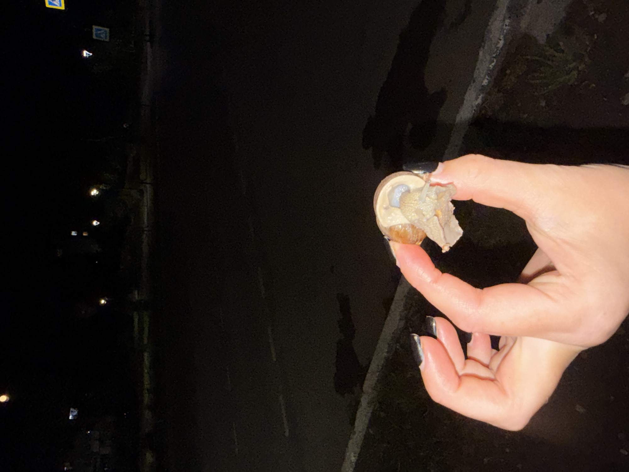 A hand with dark nail polish is holding a snail on a dark, wet asphalt road at night, with a sidewalk to the right. Pedestrian crossing signs and streetlights are visible in the background. The scene is likely a roadside in the city of Chaikovsky, Russia.