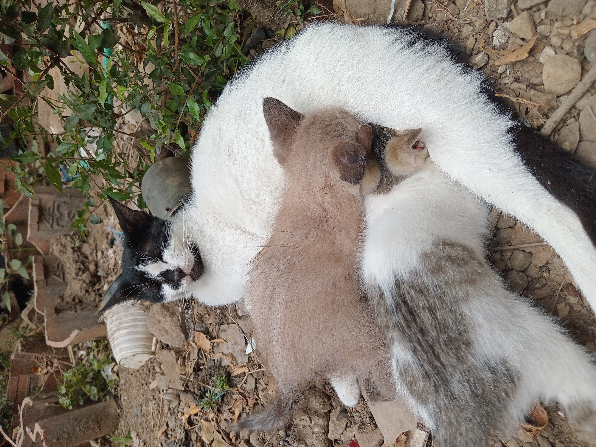 A black and white cat with its eyes closed is lying on the ground. Two kittens are nestled against its white fur. One kitten is a light brown color and is positioned under the mother's body, feeding. Another kitten, with gray and white markings, is partially visible beneath the brown kitten. The cats are on a dirt and gravel ground with scattered dry leaves and some green foliage to the right. In the background, there are broken ceramic pieces and a white plastic cup. The overall setting appears to be an outdoor area, possibly a yard or alleyway, within the city of Claket, Indonesia.