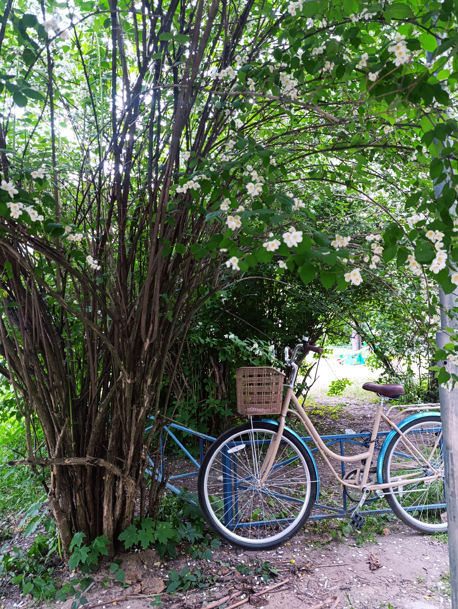 A bicycle with a woven basket on the handlebars is leaning against a blue metal fence. The bicycle is a light tan color with blue fenders and a brown seat. It is parked on a dirt path with some fallen white petals scattered on the ground. Behind the fence and bicycle, there is a large, bushy tree with many thin branches and small white flowers. The tree is in full bloom, with lush green leaves overhead. The scene appears to be outdoors, possibly in a park or garden, given the abundance of greenery and flowers. The lighting suggests it is daytime, with sunlight filtering through the leaves of the tree, creating a dappled effect. The overall mood is peaceful and serene, evoking a sense of calm and nature. No people are visible in the image, and there is no visible text. The location context provided is Chernogolovka, Russia.