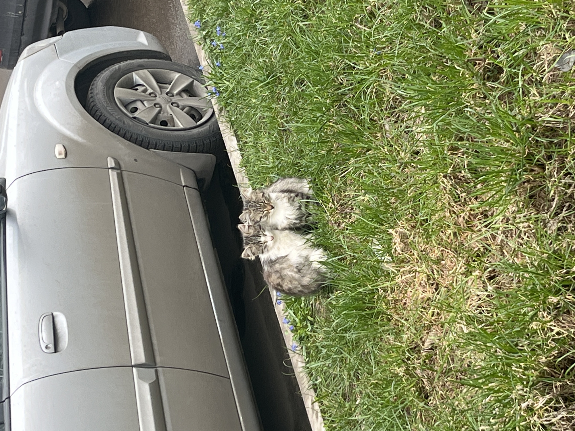 The image, taken sideways, captures two fluffy cats resting on a grassy verge next to a silver car. The primary cat, a grey and white tabby with long fur, is prominently displayed lying on its back with its paws curled up, seemingly in a relaxed or playful posture. A second, similarly colored cat is partially visible, nestled close to the first one, possibly cuddling.
The cats are situated on a patch of vibrant green grass, interspersed with some drier, lighter brown areas. Small blue flowers are scattered throughout the grass near the concrete curb that separates the grassy area from a paved surface.
To the left, a silver car is parked, with its passenger side facing the viewer. The front wheel, fitted with a silver hubcap, is clearly visible. Text on the tire tread includes "WEATHER" and partially "W.R.O.2". The car appears to be a minivan or a similar family vehicle, indicated by the style of the door handle and body lines.
The scene appears to be taking place during the daytime under bright sunlight, as indicated by the clear lighting and distinct shadows. The overall atmosphere is peaceful and calm, centered around the relaxed cats. The location is Klin, Russia, suggesting a typical outdoor street or residential area.