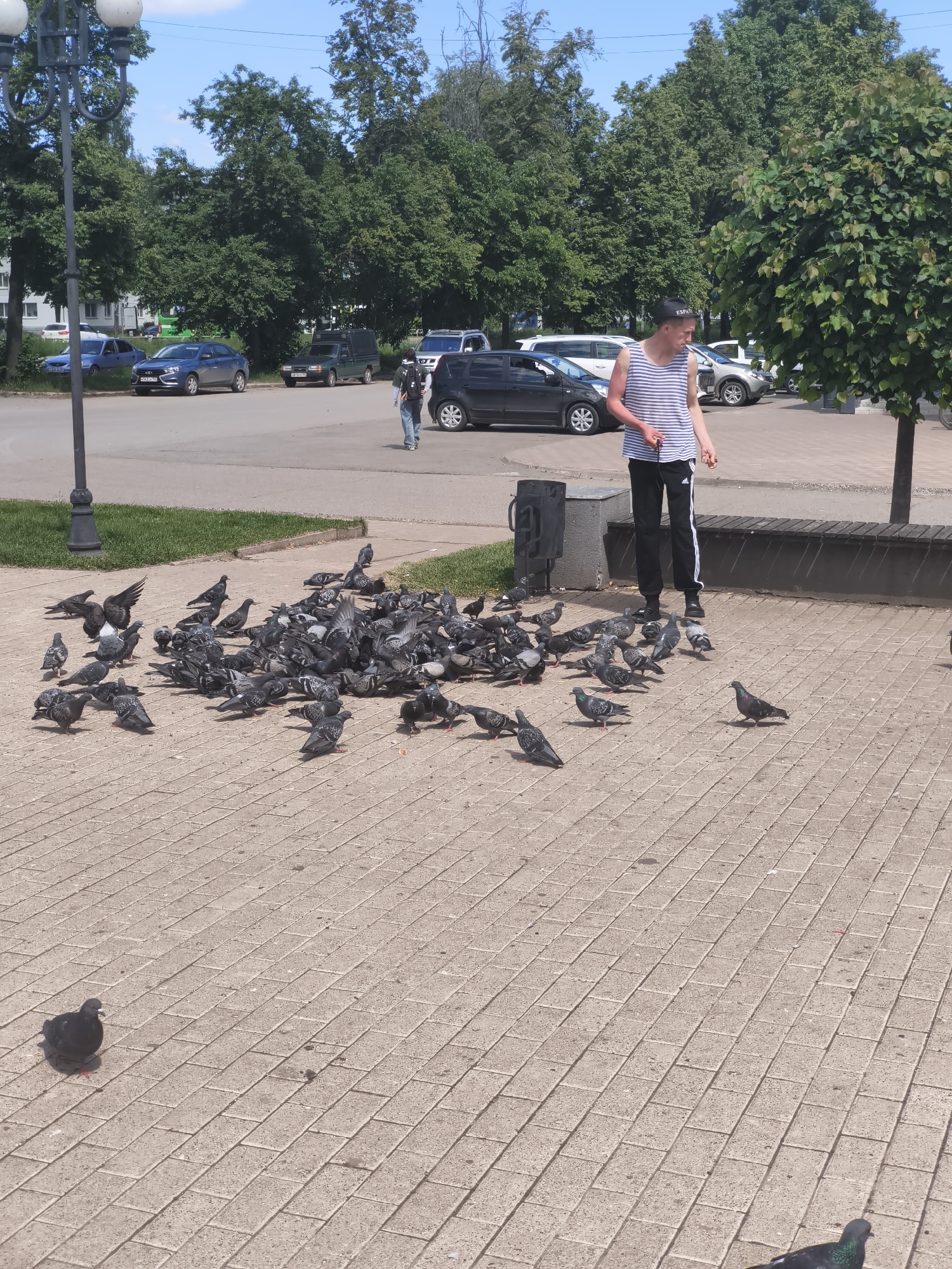 This image captures an outdoor urban scene in Chaikovsky, Perm Krai, Russia, confirmed by the "159" region code visible on vehicle license plates. In the foreground, a young male, wearing a black baseball cap, a white and blue striped tank top, black athletic pants with white side stripes, and black shoes, stands on light-colored block pavement. His left arm displays significant sunburn. He is looking down and extending his right hand, which holds small items, actively feeding a dense flock of approximately 50-60 pigeons gathered on the pavement directly in front of him. The pigeons are in various positions, some pecking at the ground, others standing, and a few with wings slightly spread.
To the left, a black, ornate street lamp pole is partially visible, alongside a black urban trash can. A section of a wooden bench is present on the right. A strip of green grass separates the paved area from a road in the mid-ground. Along this road, numerous vehicles are parked, including a blue Lada Vesta sedan with license plate A438XH 159, a dark green pickup truck, several white cars, and a black SUV. Other individuals are discernible in the background, including a person with a backpack walking away on the right side of the road. The background is characterized by a line of lush green trees under a clear, bright blue sky with sparse clouds.