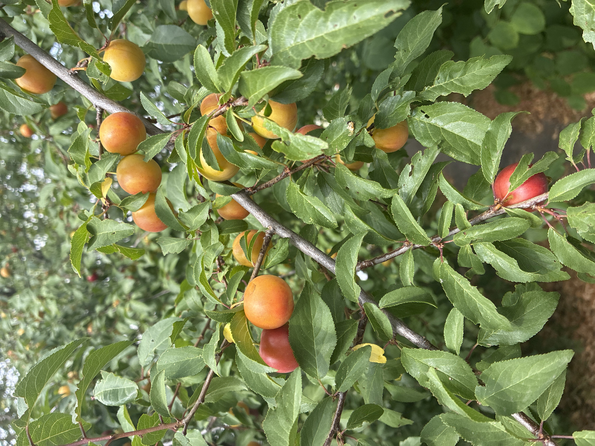A close-up, eye-level shot captures ripe plums hanging from branches on a tree. The plums are a mix of vibrant yellow-orange and red hues, some round and others slightly oval, with a smooth skin. They are clustered amidst lush green leaves, some of which show minor damage. The branches are rough and brown. The background is a blur of more foliage and hints of what appears to be a textured surface, possibly earth or wood, suggesting an outdoor setting. The lighting is natural, indicating it was taken during the daytime. There are no people or any specific man-made objects clearly visible to determine the exact location in Prague, Czechia.