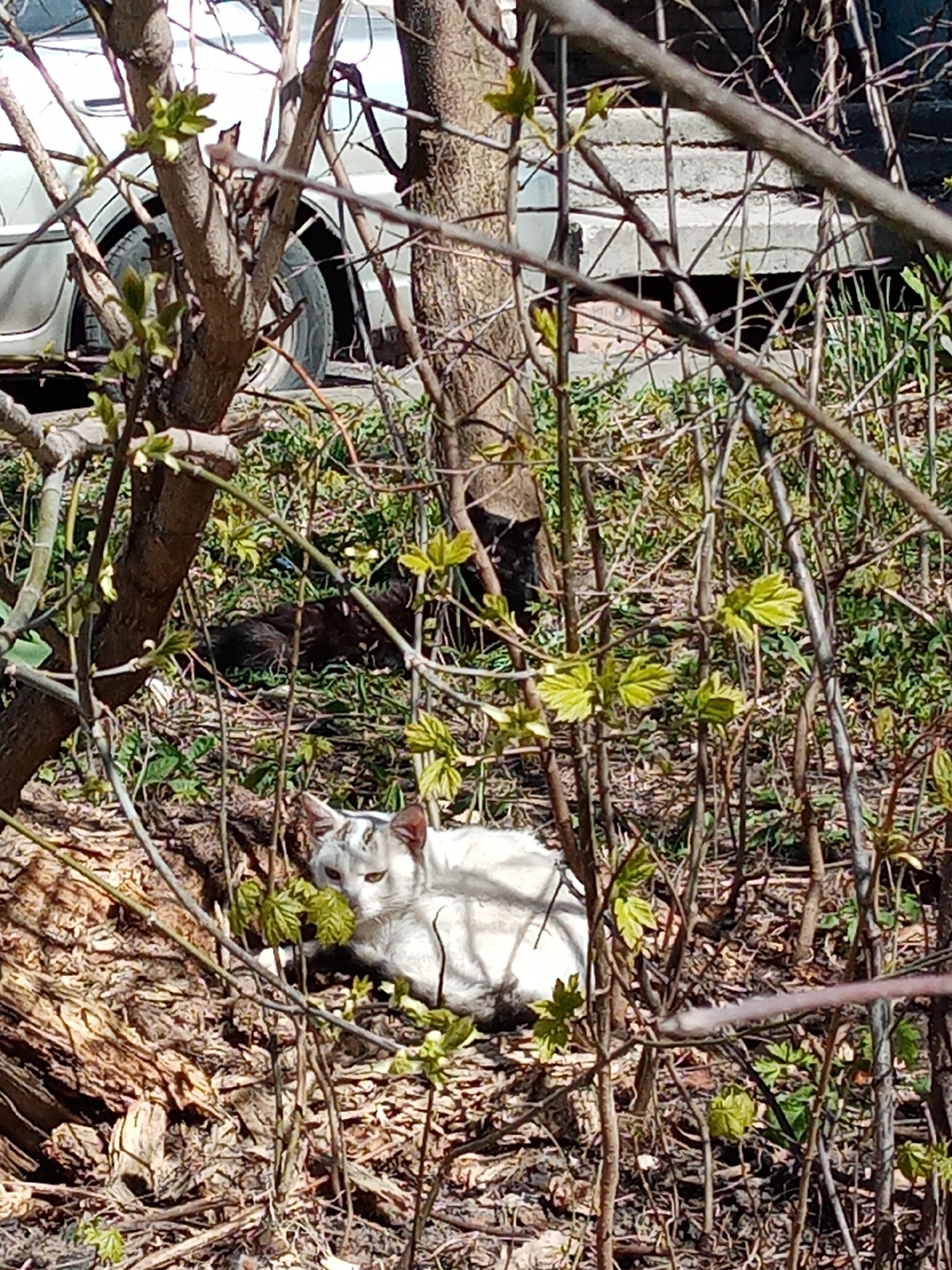 The image, likely taken in the city of Elektrostal, Russia based on information provided, depicts two cats resting in a wooded area. In the foreground, a white and gray cat lies on the ground amidst dead leaves and emerging green foliage. In the background, a black cat is partially visible. A vehicle is partially visible behind the wooded area. Several bare tree branches and young saplings with emerging leaves obscure the view. The setting appears to be an urban or suburban area, given the presence of a vehicle and the managed landscape.
