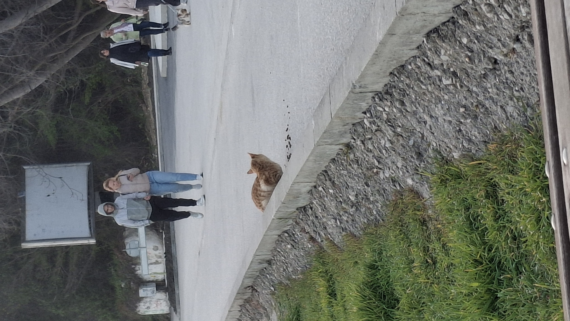 The scene shows an outdoor area in Varna, Bulgaria. A tabby cat sits on a concrete ledge separating a walkway from an area with gravel and greenery. Several people walk along the walkway, including a woman with blond hair wearing a beige jacket and blue jeans, as well as a person in a grey hooded sweatshirt and black pants. Other individuals are further in the background. The area is adjacent to trees and shrubbery.