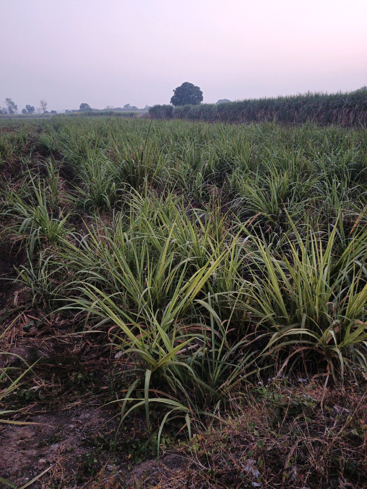 A field of sugar cane stretches into the distance under a pale, hazy sky. In the foreground, young sugar cane stalks with their long, green leaves are clustered together, some showing hints of yellow. The ground between the plants is a mix of dark soil, dry leaves, and scattered debris. Further back, rows of taller, mature sugar cane create a dense, dark green barrier. A lone, broad-canopied tree stands silhouetted against the sky in the middle ground, with other trees visible on the horizon. The overall impression is of a rural agricultural landscape.