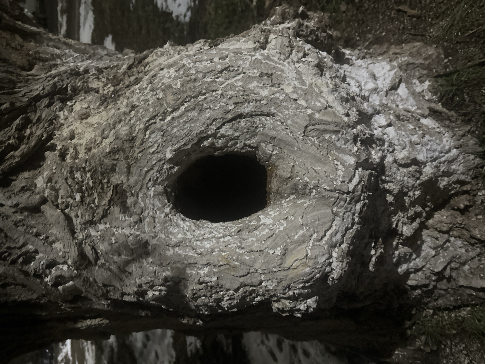 A close-up photograph shows a section of a tree trunk with a large, circular hole. The bark is rough, textured, and a light gray color with patches of white. The hole appears dark, suggesting depth. Some grass is visible on one side. The image is rotated, making the scene appear sideways. This image does not provide information that allows me to locate the picture to Votkinsk, Russia.