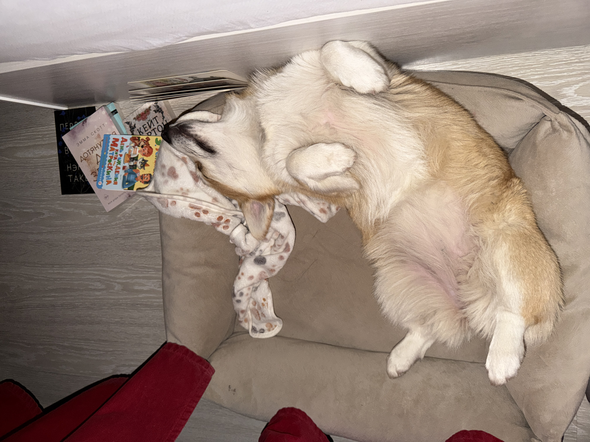 A medium shot depicts a corgi dog lying on its back in a dog bed. A blanket with brown and white spots rests on the bed near the dog's head. A stack of books lies near the dog's head. The top book is titled "День Рождения Деда Мороза" ("Grandfather Frost's Birthday") in Russian. The second book is titled "Эмма Скотт" ("Emma Scott"). The bottom book is titled "Перри..." ("Perry..."). The floor is wood-patterned. Red furniture is in the lower left and right corners of the image. The location is Chaikovsky, Russia.