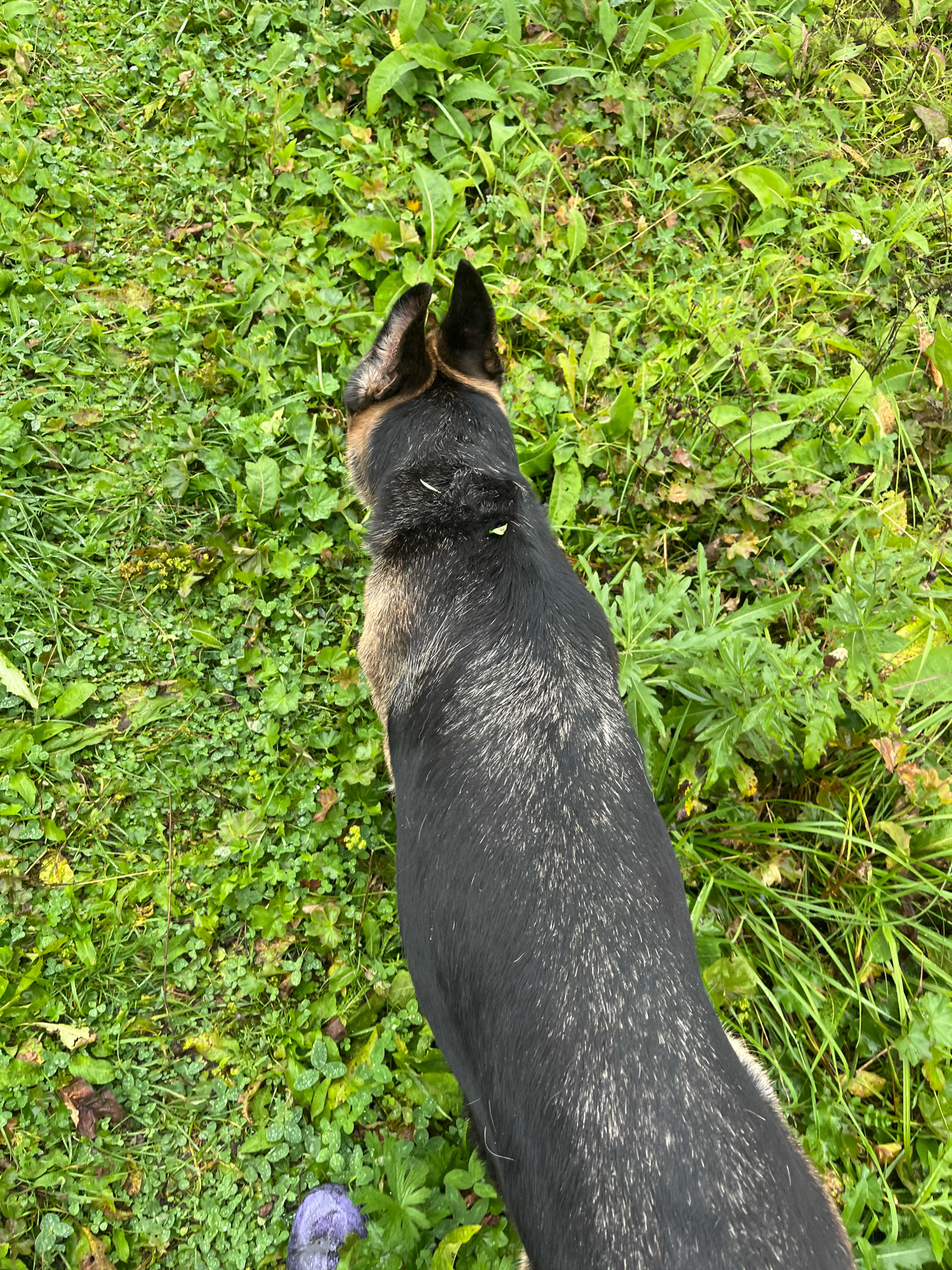 An overhead perspective captures a German Shepherd's black and tan fur against a backdrop of lush green grass and clover. The dog's head and upper back are visible, with its ears perked. A small yellow speck, possibly a leaf or insect, is present on its fur. In the lower left corner, a portion of a purple shoe is visible, indicating human presence. The scene suggests an outdoor setting, possibly a park or backyard, with abundant vegetation, consistent with natural landscapes found in areas like Nizhny Tagil, Russia, during warmer months.