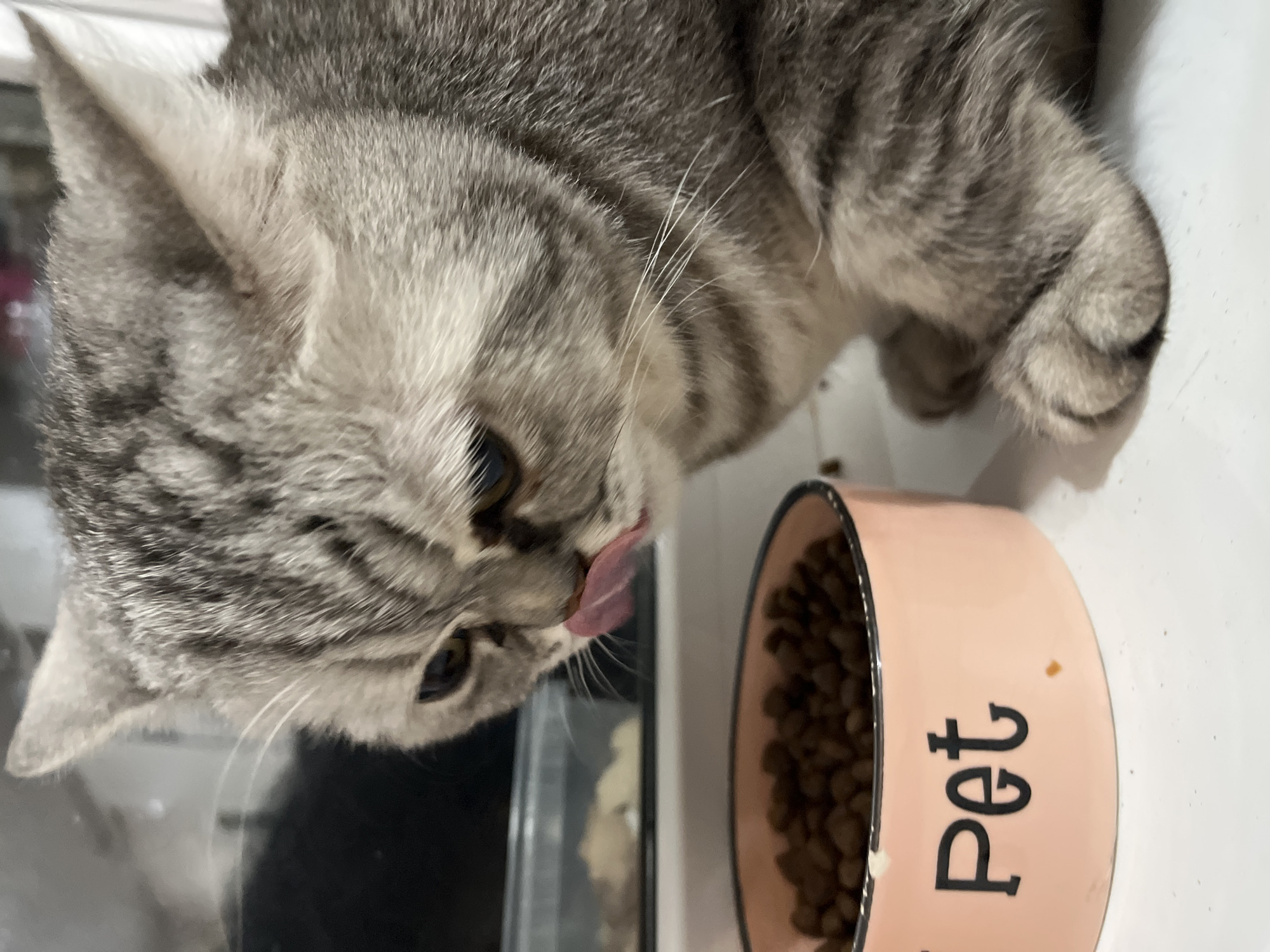A gray tabby cat licks its lips in front of a pink pet food bowl filled with brown dry food. The bowl sits on a white surface, likely a countertop or table. The cat's body is angled towards the bowl, with its head and front paw visible. The setting is likely indoors, with a blurred background showing what appears to be a window and some objects. The location in the city of Chaikovsky, Russia is not confirmed by the image itself.