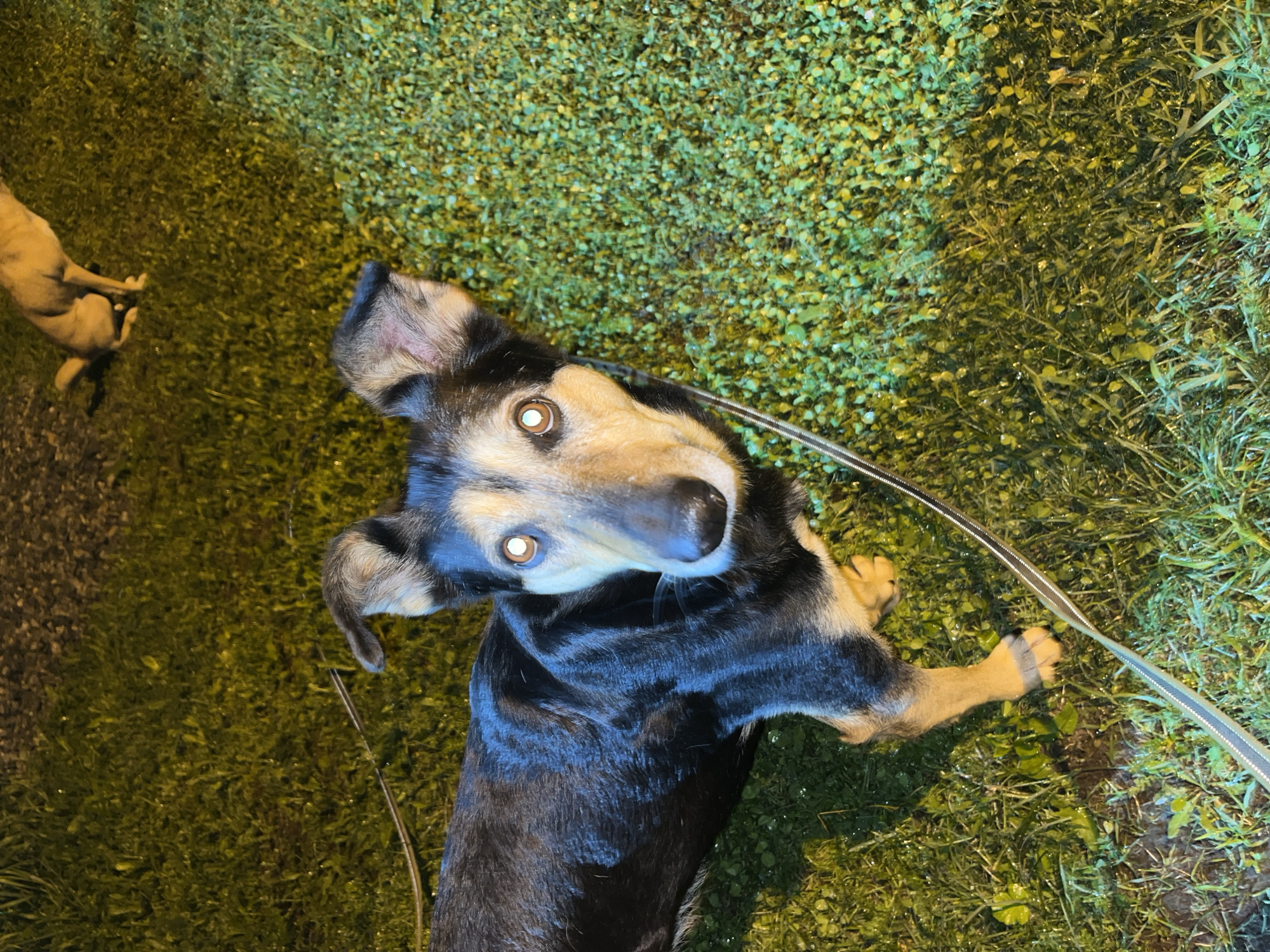 A medium-sized dog, predominantly black with tan markings on its face, chest, and legs, stands on wet grass at night. The dog is wearing a collar and a leash, which is visible running across the frame. Its eyes are reflecting light, giving them a bright, almost glowing appearance. In the background, another lighter-colored dog is partially visible, also standing on the grass. The environment appears to be an outdoor grassy area, possibly a park or a backyard, with artificial lighting illuminating the scene. The location is the city of Nizhny Tagil, Russia.