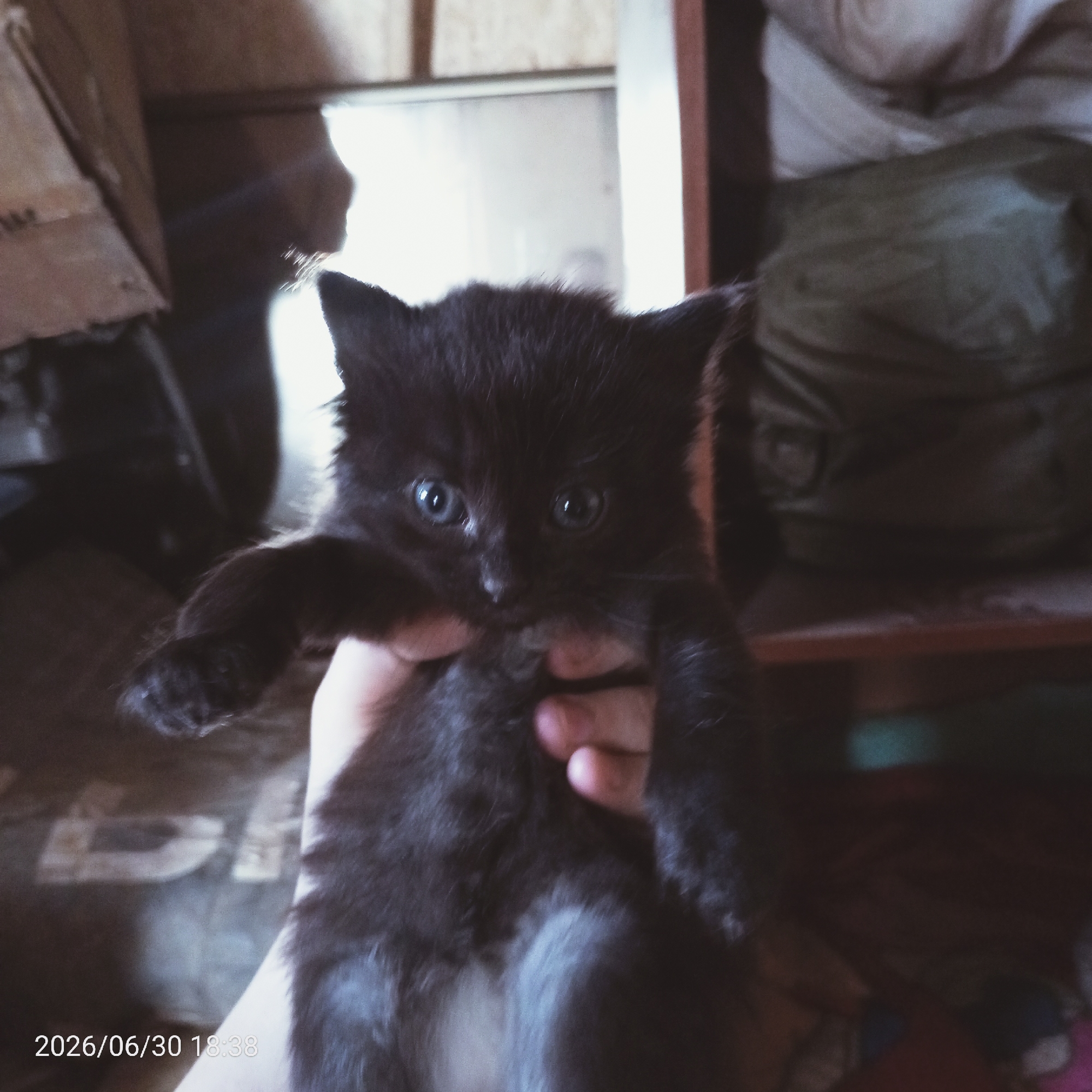 A close-up, low-angle shot shows a person's hands holding a fluffy black kitten. The kitten's eyes are wide and blue, and it appears to be looking directly at the camera. Its front paws are extended outward, and its body is cradled by the hands. The background is out of focus, but appears to be an indoor setting with shelves or furniture. There are some dark objects, possibly bags or fabric, on the shelves. The lighting is dim, with some light filtering in from the right side of the frame. A timestamp in the lower-left corner reads "2026/06/30 18:38". The overall mood is intimate and gentle, highlighting the small kitten.