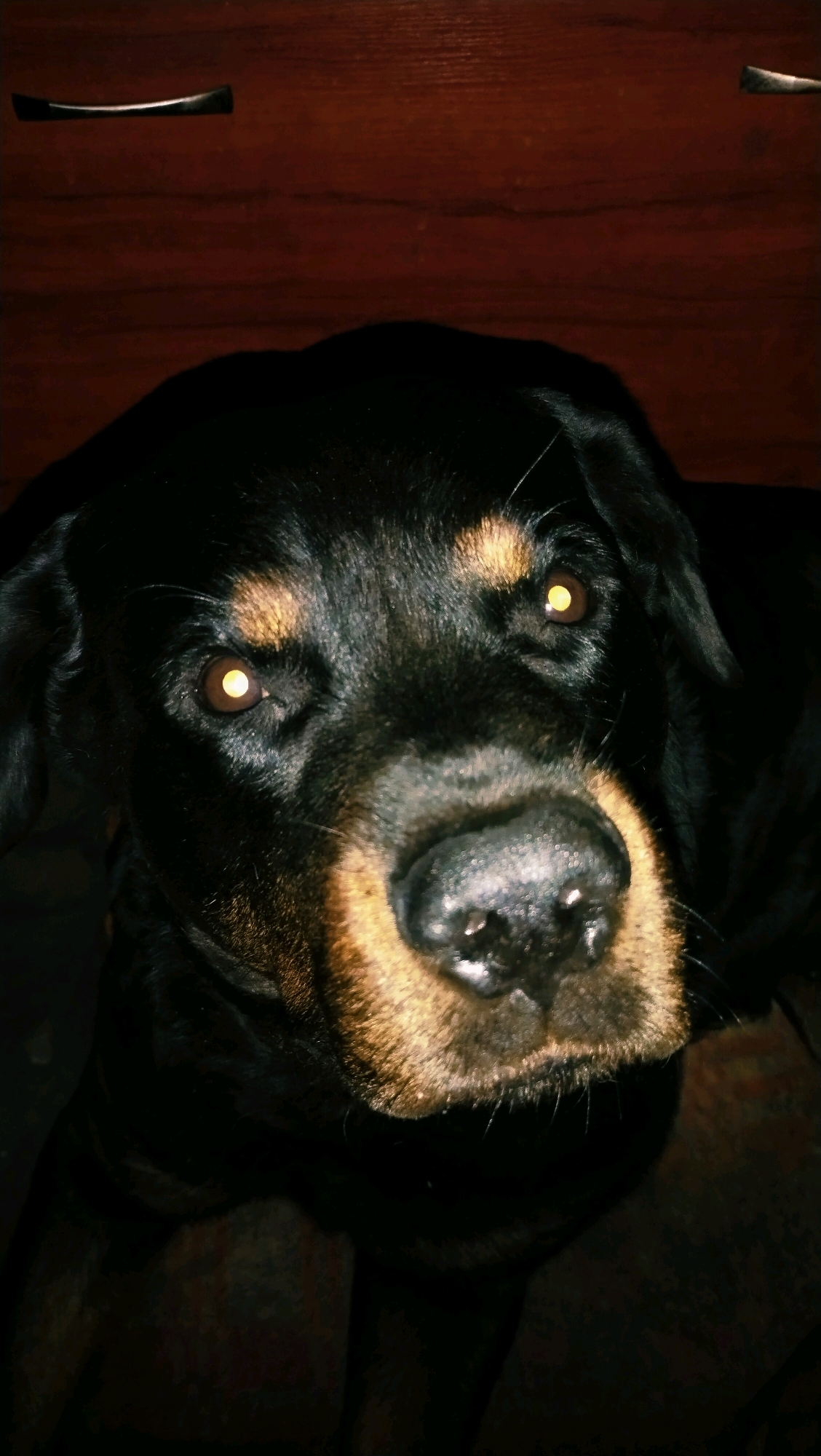 A close-up, low-angle, indoor shot focuses on the face of a black and tan Rottweiler dog. The dog's eyes are illuminated with a bright, yellow-orange glow, and its snout is prominent. The background consists of a dark wooden surface, possibly a dresser or cabinet, with a sliver of a drawer pull visible in the upper left corner. The lighting is dim, creating deep shadows and highlighting the dog's features. The setting is likely a residential interior, but no specific location in Horishni Plavni, Ukraine, can be determined from the image.