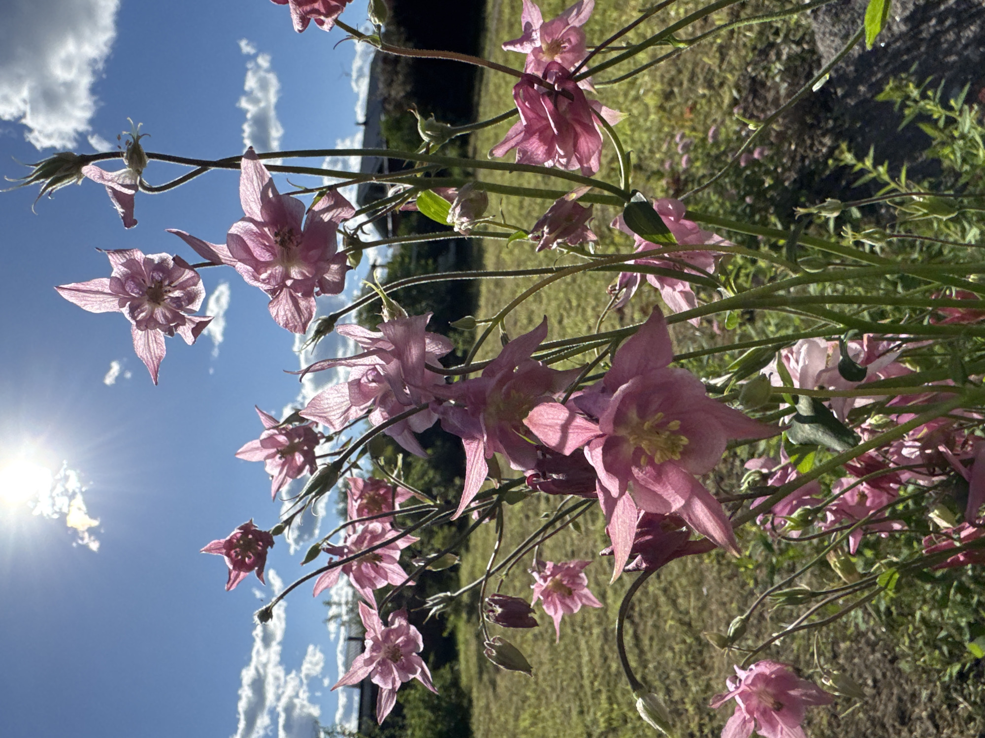 This is a vertical, close-up, eye-level shot of a cluster of pink Columbine flowers in Steklyannyi, Russia. The flowers are in the foreground, with their delicate petals and spurred sepals illuminated by bright sunlight. The background is a soft blur of green grass, a few distant buildings, and a bright blue sky with scattered white clouds. The sun is high in the sky, casting lens flare and creating a bright, almost blown-out area at the top of the image. The focus is on the flowers, with their intricate details sharp and clear, while the background recedes into a gentle bokeh. The overall impression is one of natural beauty and a warm, sunny day.