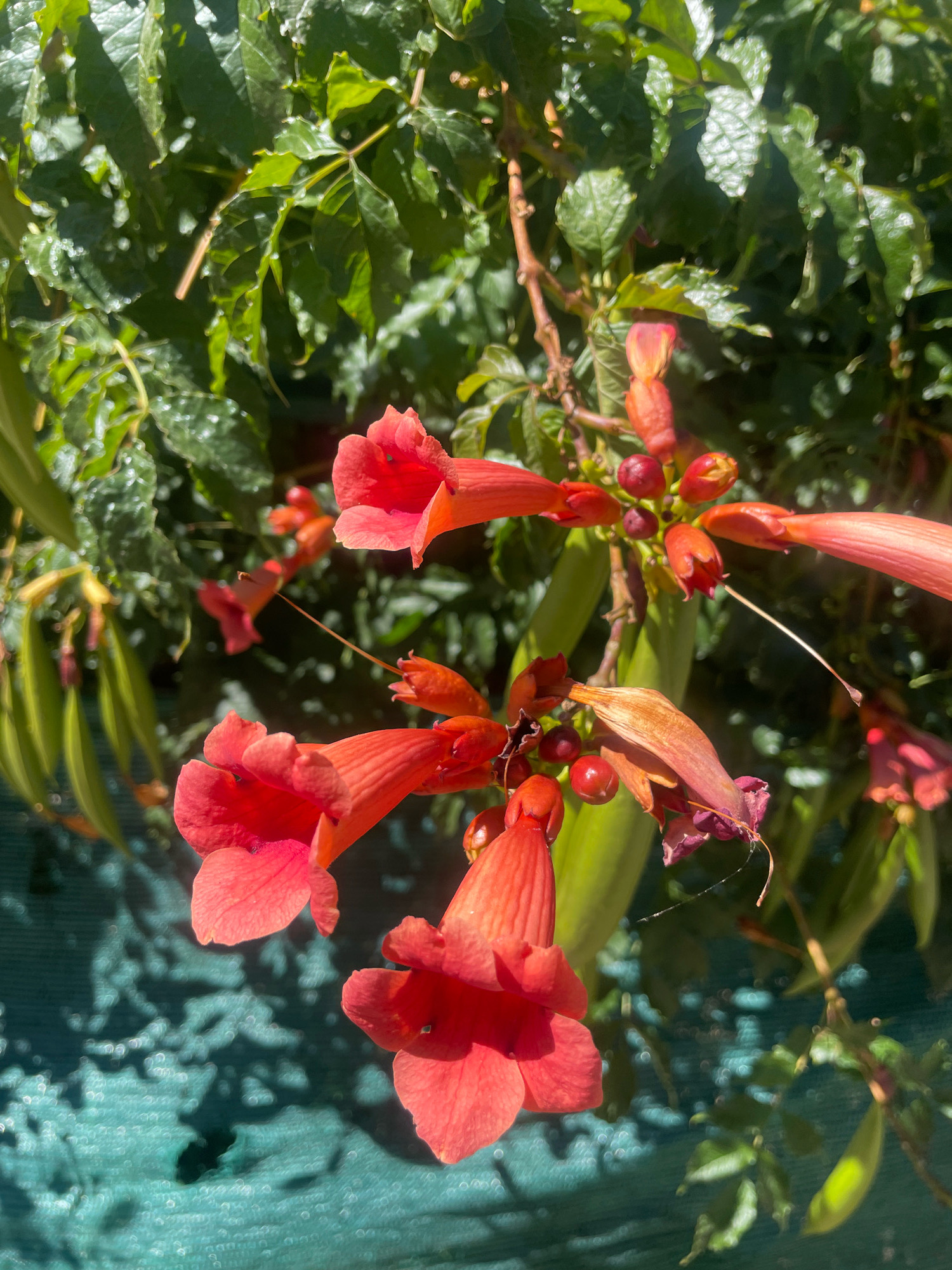 The image is a close-up, eye-level shot of orange trumpet-shaped flowers and green seed pods on a vine. The vine has lush green leaves and some brown branches. The flowers are a vibrant orange-red and are clustered together, with some in full bloom and others still developing. The seed pods are long and slender, also a vibrant green. In the background, there is a teal-colored mesh fence with dappled sunlight creating a bokeh effect. The scene appears to be outdoors, likely in a garden or yard. The image has been taken in the town of Lanjarón, Spain.