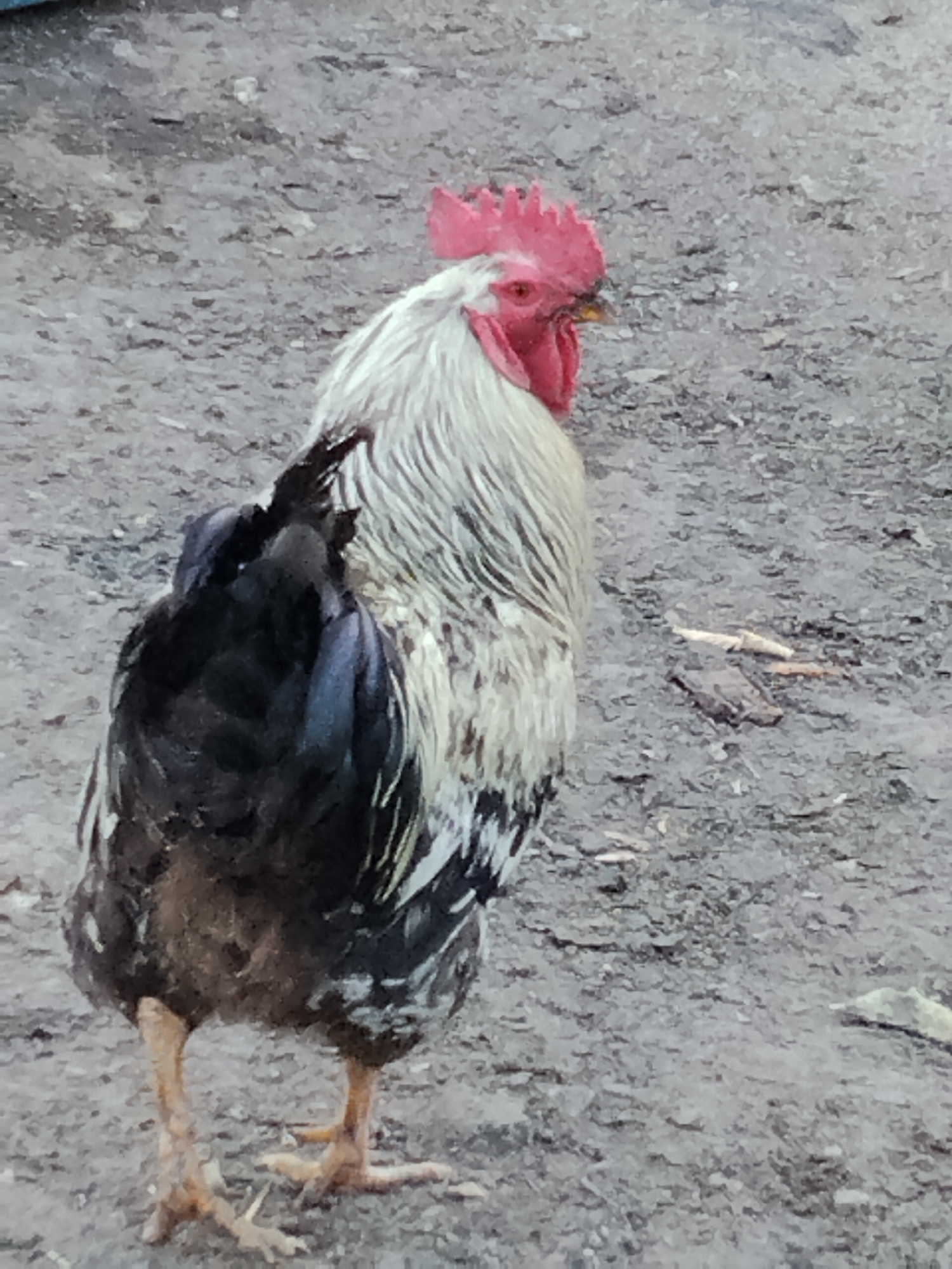 A rooster stands on a gravelly surface in Ustyvytsia, Ukraine. The rooster is predominantly white with black and some yellow accents on its feathers. It has a bright red comb and wattle. The ground is a mix of dirt and small stones. There are a few dried leaves and twigs scattered on the ground. The image is taken from a slightly low angle, focusing on the rooster from the rear and side.