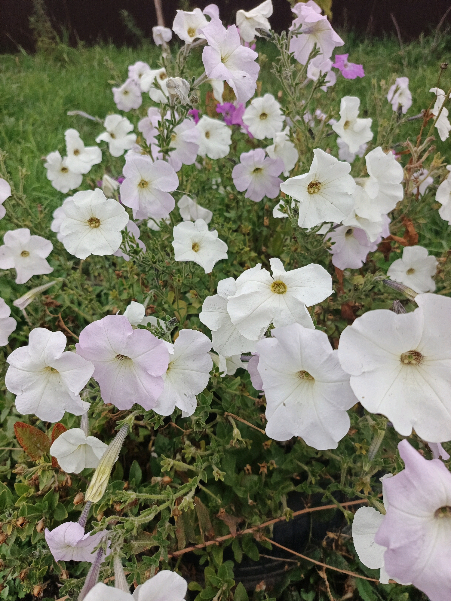 The image shows a close-up, high-angle view of a dense patch of petunias in bloom. The flowers are predominantly white and pale pink, with some appearing almost translucent. A few darker pink or purple petunias are visible in the background, along with green foliage and dry grass. The overall impression is one of lush, natural growth. The image does not contain any elements that would allow for the determination of a specific location within the city of Bessonovka, Russia. There are no people, animals, or man-made objects visible that would provide context for a location.