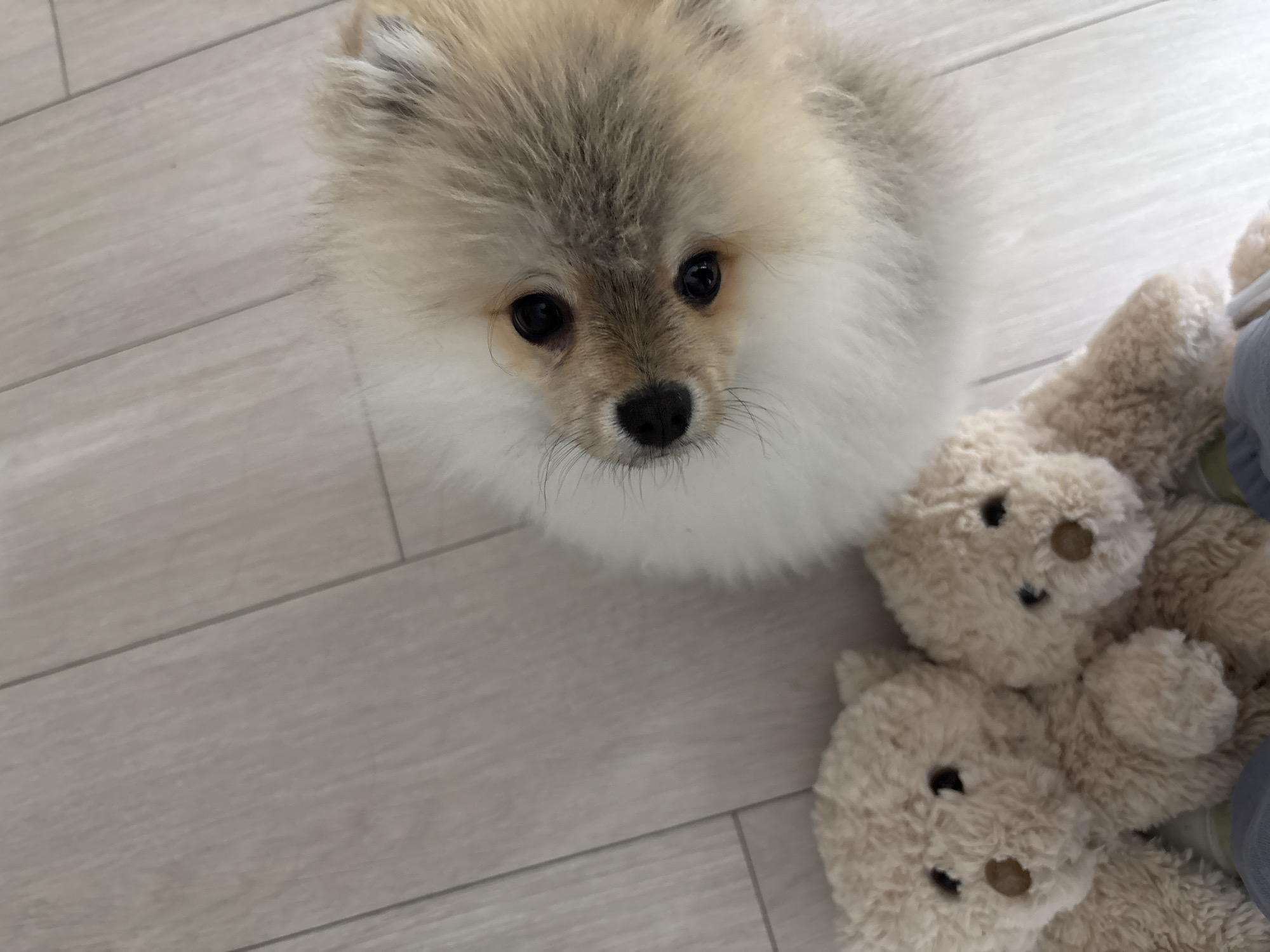 A light-colored Pomeranian dog is the primary subject, viewed from above. The dog has a fluffy coat, a black nose, and dark eyes. To the right of the dog are two stuffed teddy bears, tan in color. The setting appears to be indoors, with a light-colored wooden floor visible. No people are fully visible, although a grey fabric item can be seen at the right edge of the image. No information implies that the image was taken in Plovdiv, Bulgaria.
