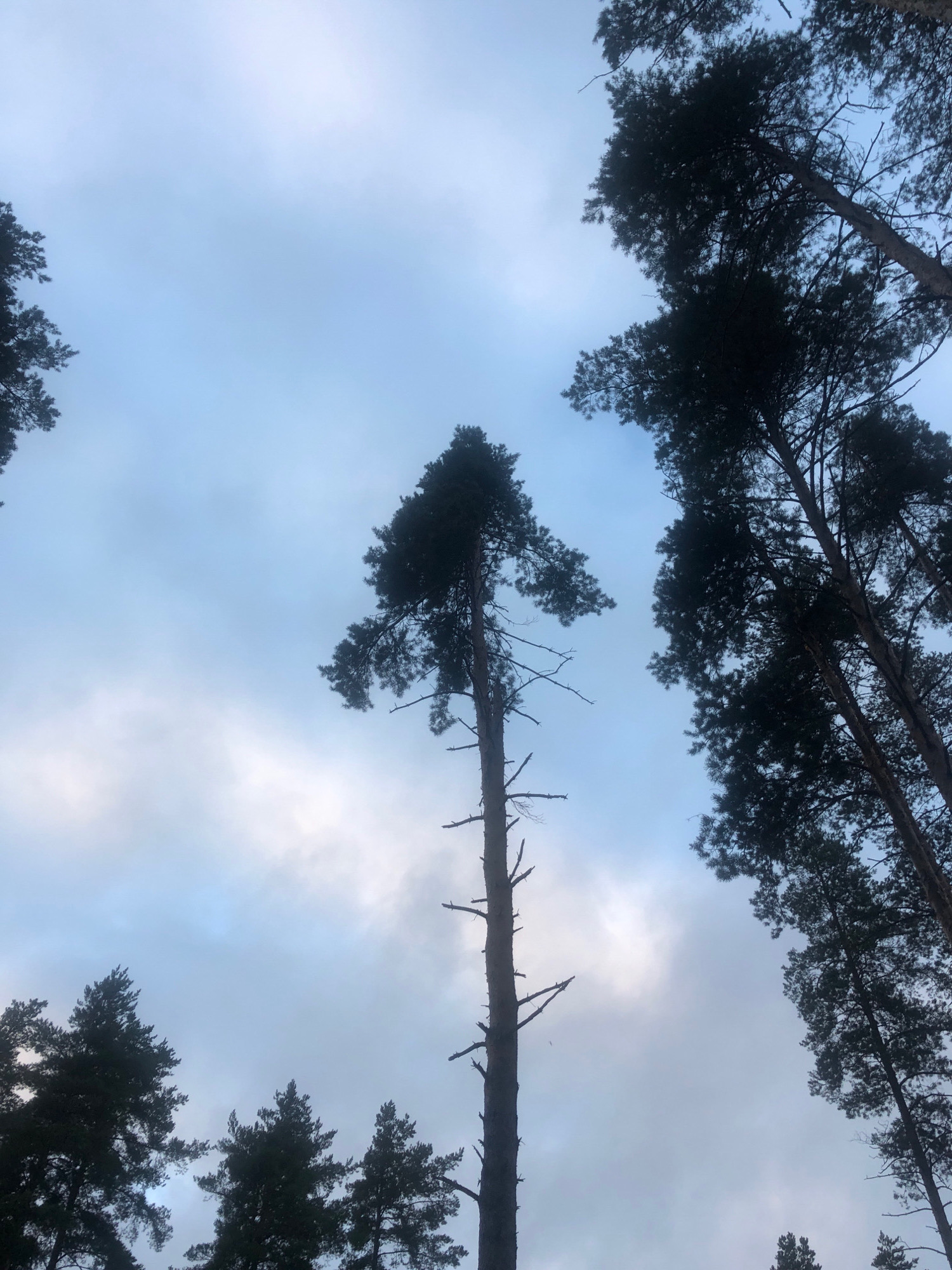 This is a low-angle photograph looking up at tall pine trees against a cloudy sky. The trees are silhouetted against the overcast sky, which is a pale blue with streaks of white clouds. The branches of the trees are bare in some places and densely covered with needles in others. The scene appears to be a forest or a wooded area. The image does not depict any people or specific identifiable structures, making it difficult to determine a precise location within Arfa, Russia, or any specific actions taking place. The environment is natural and appears to be outdoors.