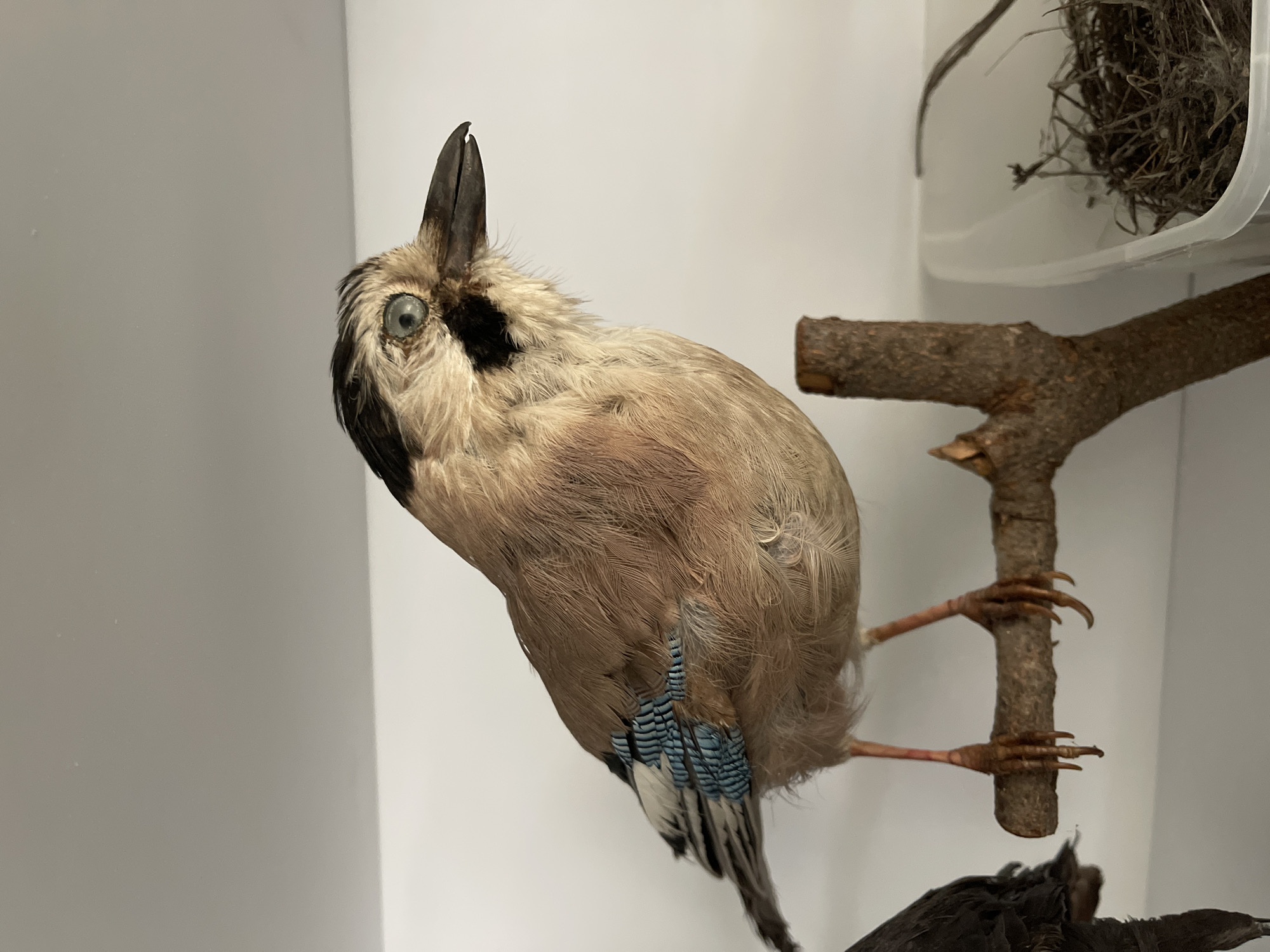 A close-up, eye-level shot shows a taxidermied Eurasian Jay perched on a small branch. The bird is positioned in profile, facing right. Its plumage is primarily tan with black markings on its head and wings. A distinctive blue iridescent feather pattern is visible on its wing. The bird's eyes are a pale blue. Its legs and feet are a reddish-brown. The branch is rough and brown, with a forked upper section. To the left of the bird, a portion of another dark-colored bird is visible, mostly out of focus. To the right of the branch, a clear plastic container holds a bird's nest made of twigs and fibers. The background consists of a plain white surface, suggesting an indoor setting such as a museum or display case. The lighting is bright and even, casting no discernible shadows. There is no discernible connection to Tel-Aviv, Israel, as the image lacks any identifying landmarks or contextual information for that location.