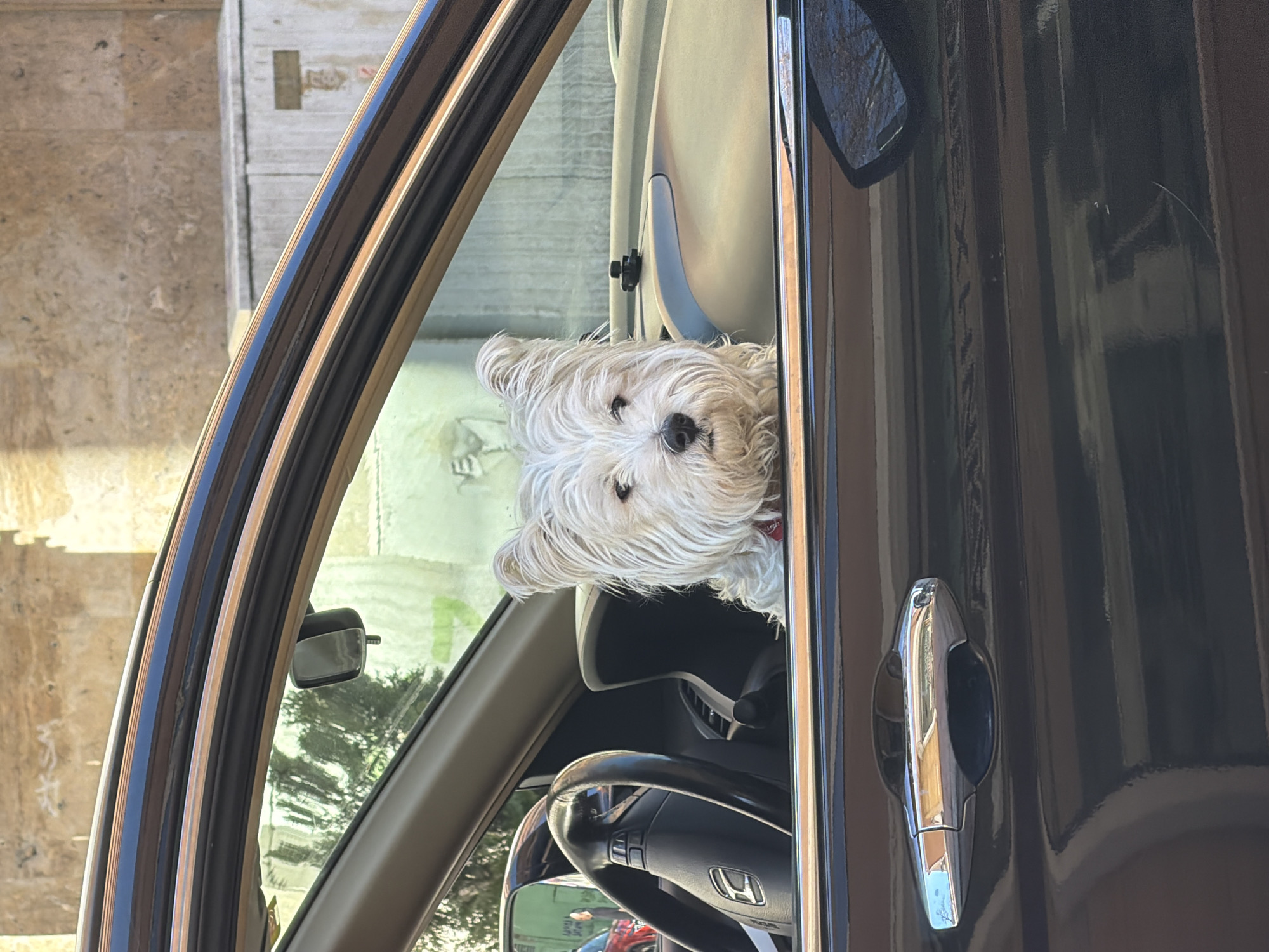 A white West Highland White Terrier dog is inside a dark-colored vehicle, possibly a Honda, looking out the window. The car is parked in an urban environment, and trees are visible in the side mirror. Judging by the style of buildings in the image, the location is in Sofia, Bulgaria.