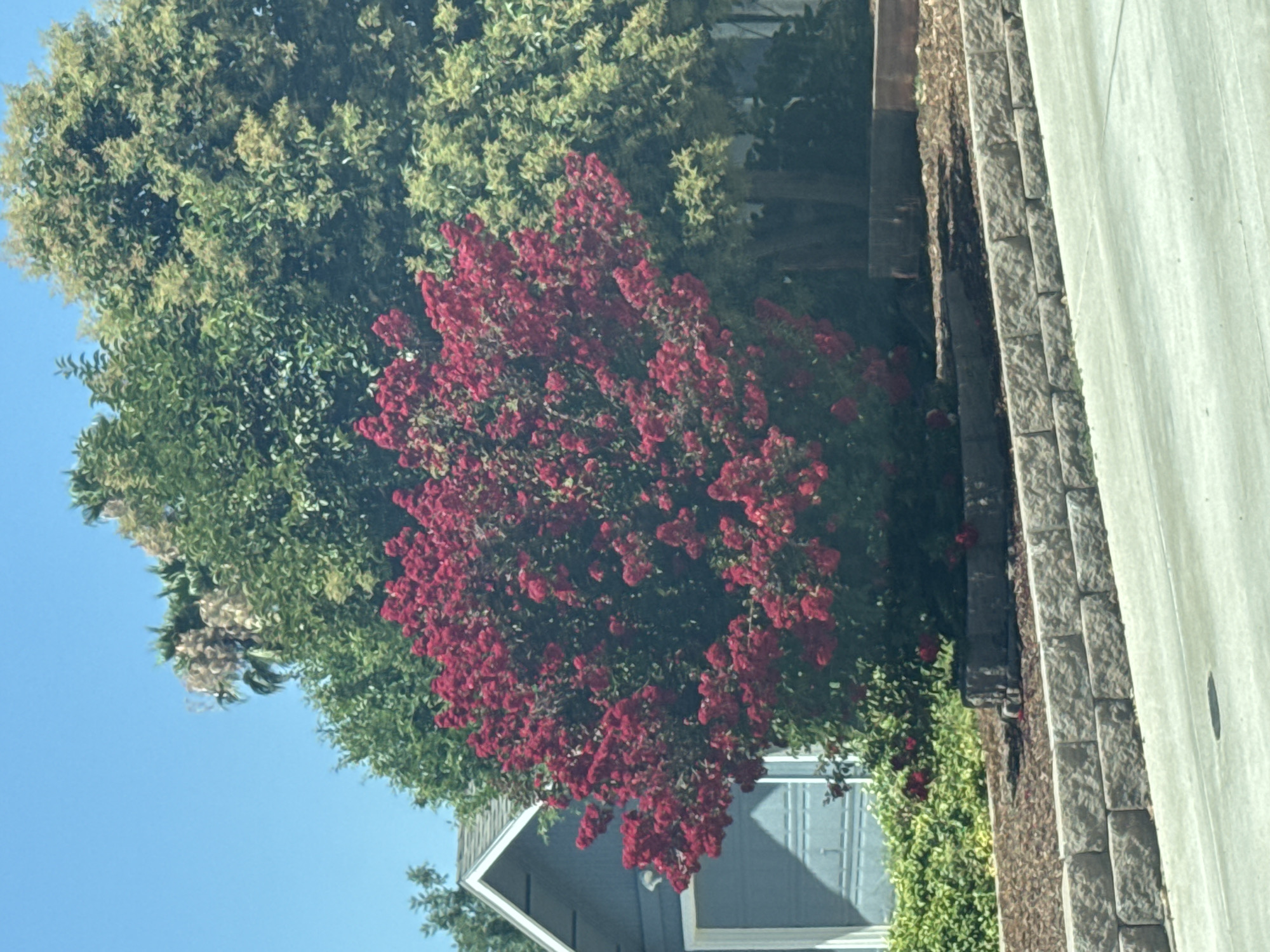 The image shows an outdoor scene with lush green trees and a vibrant bush with red flowers. A portion of a building with a blue siding and white trim is visible in the background, along with a paved area and a stone wall. The sky is clear and blue. The image appears to be taken during the day, likely in the summer or late spring due to the blooming flowers and greenery. The setting suggests a residential or suburban area in Citrus Heights, California, United States of America. There are no people or specific activities depicted. The notable details include the contrast between the green foliage and the bright red flowers, the architectural style of the building, and the textured stone wall. The image has a bright, natural light, suggesting pleasant weather.