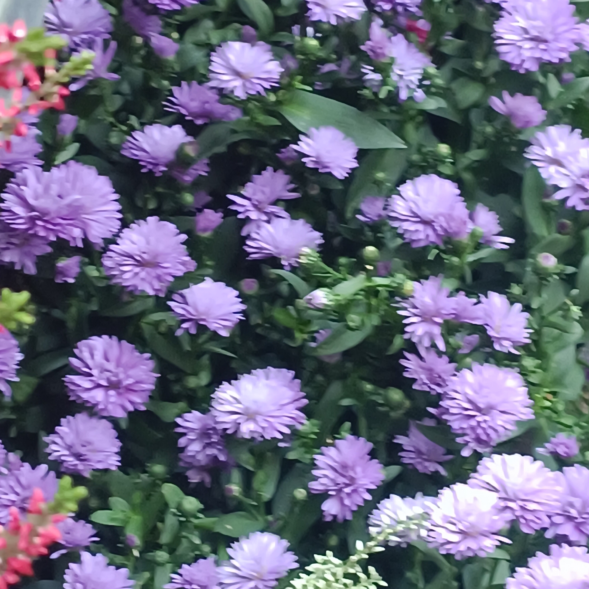 The image displays a close-up view of a dense cluster of purple asters. The flowers are in various stages of bloom, with some fully open and others still developing buds. Their petals are thin and pointed, giving them a delicate appearance. Interspersed among the asters are dark green leaves and some lighter green foliage. In the upper left corner, a few blurred pink and red flowers are visible, suggesting a mixed planting. The lighting appears to be natural, and the overall impression is one of a vibrant floral display. There are no people or discernible human activity present in the image. The scene is likely from a garden or a park.
