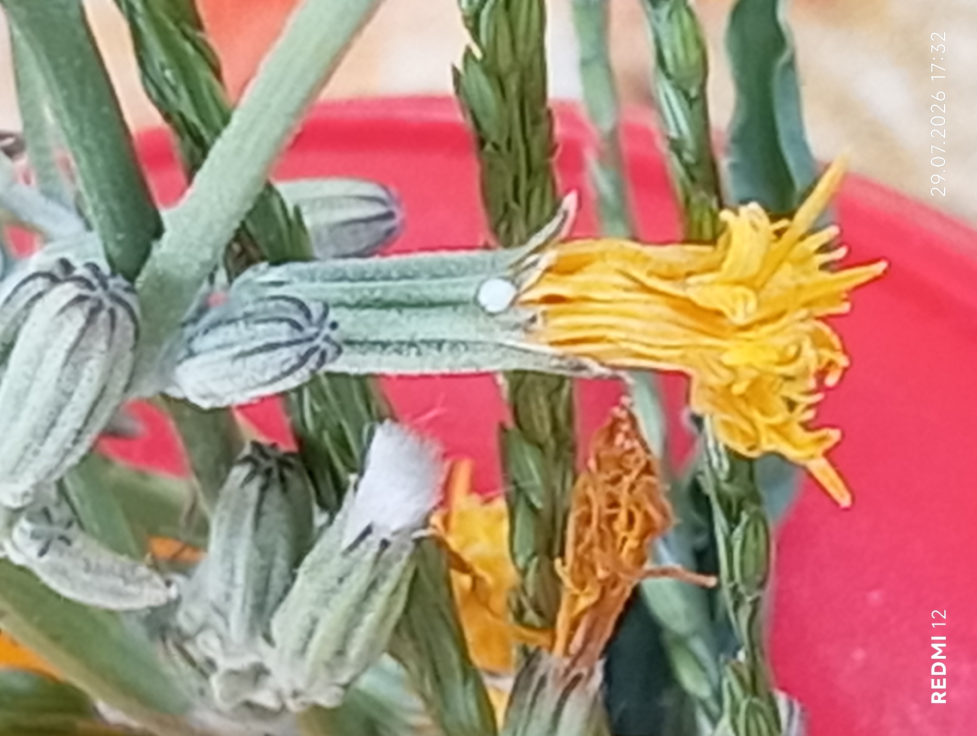 The image shows a close-up, macro shot of a plant with delicate, pale green, segmented buds and a single, fully open yellow flower. The flower has numerous thin, thread-like petals. The plant appears to be growing on a stem with green, needle-like leaves. In the background, there is a blurred red surface, possibly a container or fabric. The bottom left corner of the image contains the text "REDMI 12," indicating the device used for capture, and the bottom right corner shows the date "29.07.2026 17:32." The location in Smila, Ukraine is not discernible from the visual information provided.