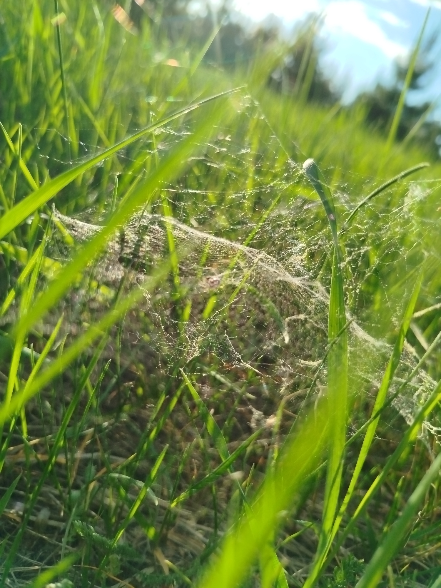 A close-up shot of a grassy field in Заречье, Russia reveals blades of green grass interspersed with a dense spiderweb. The web is suspended low to the ground, connecting several of the grass blades. Sunlight illuminates the scene, creating a bright, slightly overexposed effect. The sky is visible in the upper portion of the image, showing a hint of blue. The focus is sharpest on the grass and web in the foreground, with the background appearing blurred.