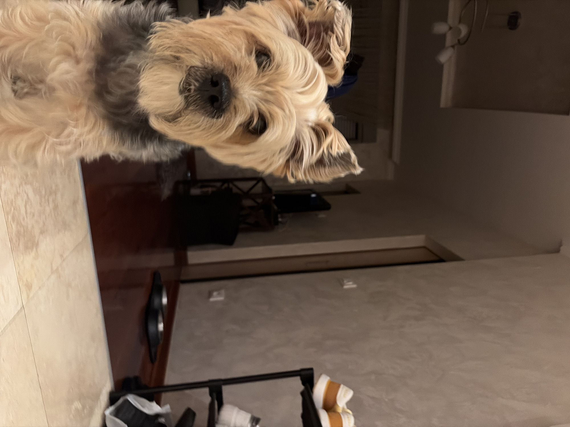 The image depicts a close-up of a Yorkshire Terrier in what appears to be an indoor setting, possibly an apartment or house. The dog is light brown and gray with characteristic shaggy fur and pointed ears. It is positioned in the foreground, looking directly at the camera. The background is slightly out of focus, revealing a wooden floor, a wall with textured wallpaper, a doorway, a shelf with shoes, and a ceiling light fixture. The overall lighting suggests it is either evening or a dimly lit indoor space. There are no people or discernible landmarks to indicate a specific location within Budva, Montenegro.