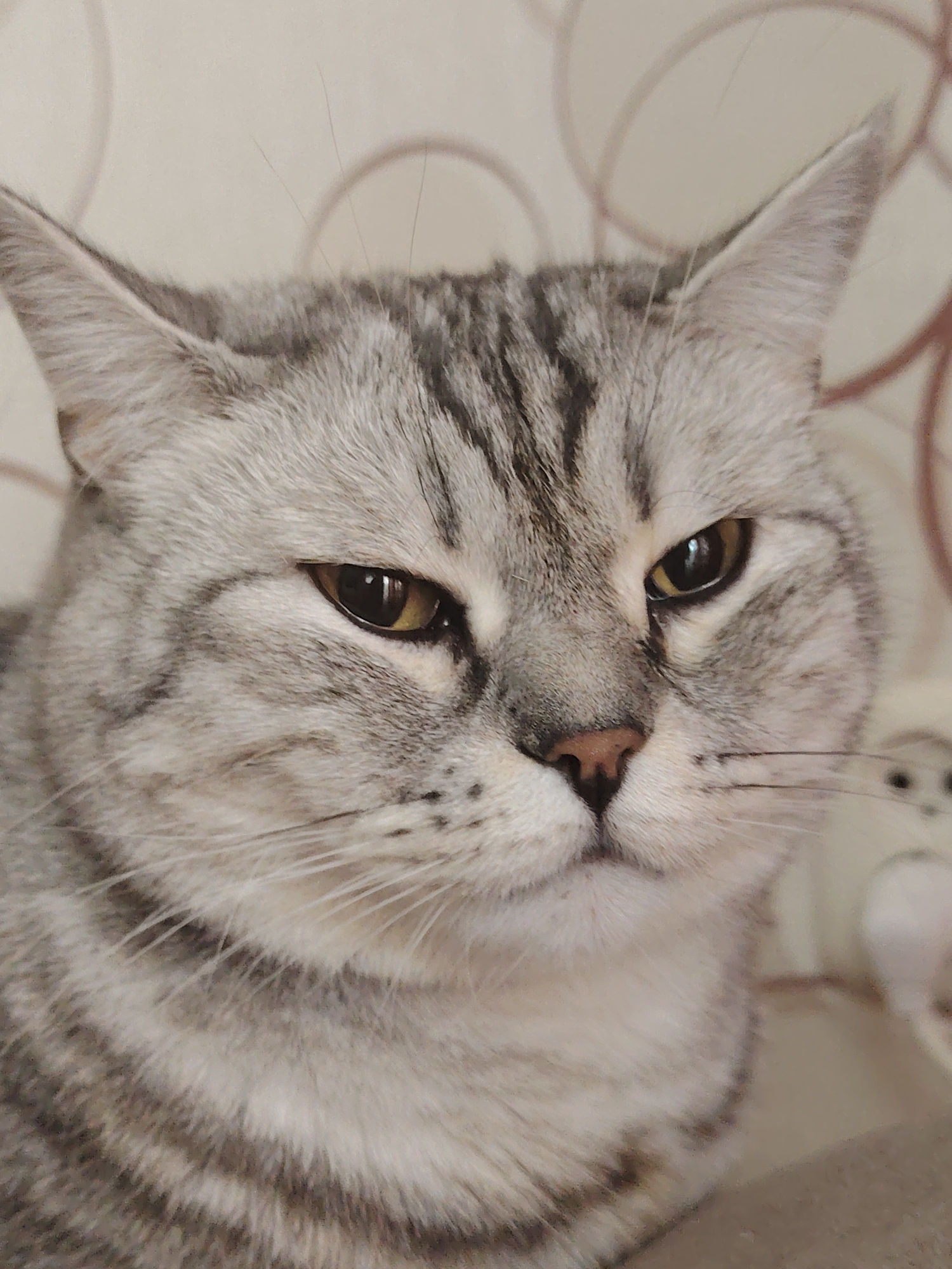An extreme close-up, head-on shot showcases a tabby cat's face, with the cat looking slightly to the right. The cat has grey and black tabby markings, with its fur appearing soft and dense. Its ears are pointed and erect, and its eyes are a light amber color with dark pupils. The cat's nose is a light pinkish-brown. The background is out of focus, with a light beige wall that has a subtle circular pattern. No other subjects or objects are clearly discernible in the frame.