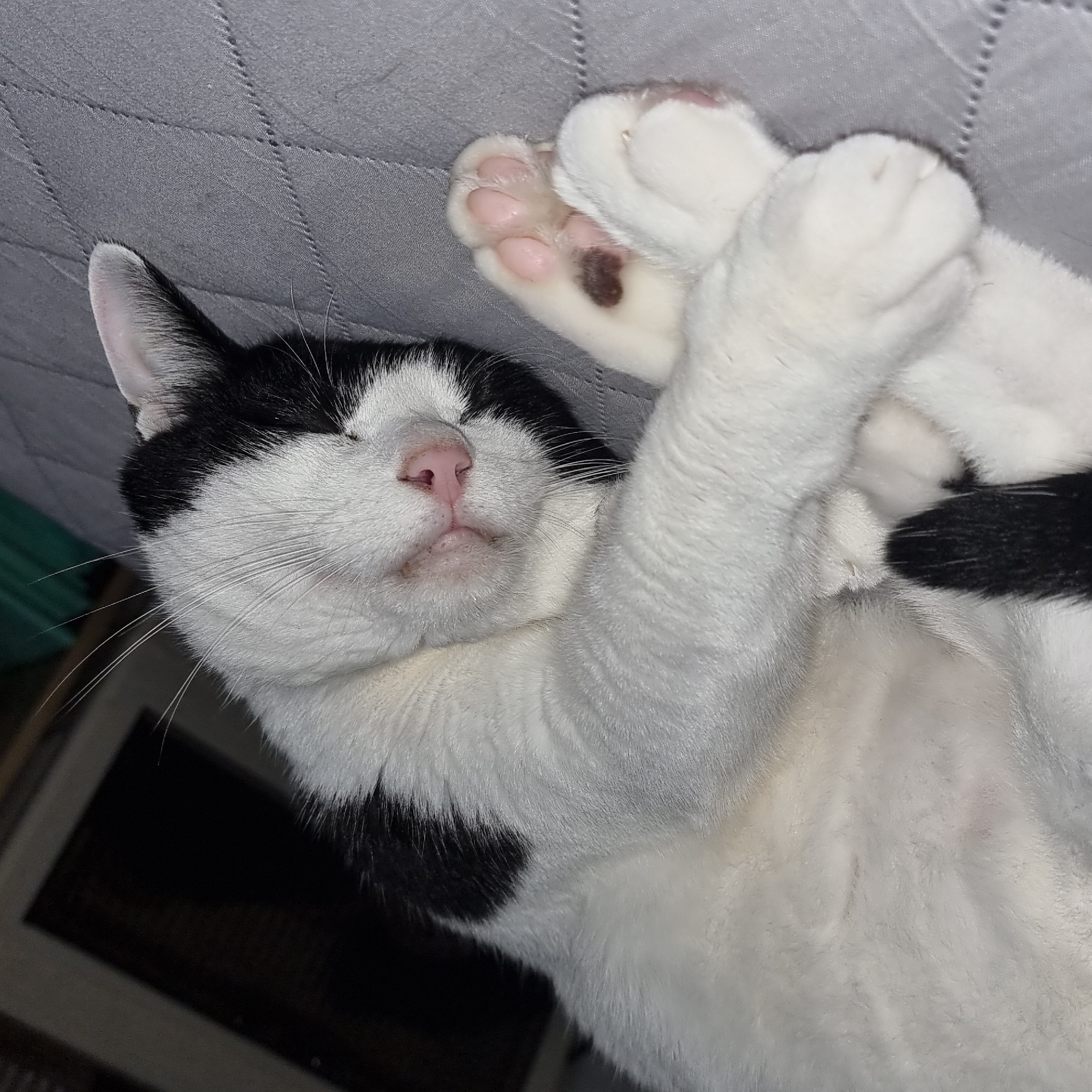 A black and white cat is sleeping on a quilted grey surface, possibly a bed or couch. The cat is curled up on its side, with its face resting on its paws. Its eyes are closed, and its nose is pink and slightly wet. The cat has a black patch of fur on its back and a black spot on its front paw. The background is dark and out of focus, with a hint of a dark object with a light-colored frame, possibly a heater or a television. The scene appears to be indoors. The location is Dunnae-myeon, South Korea.