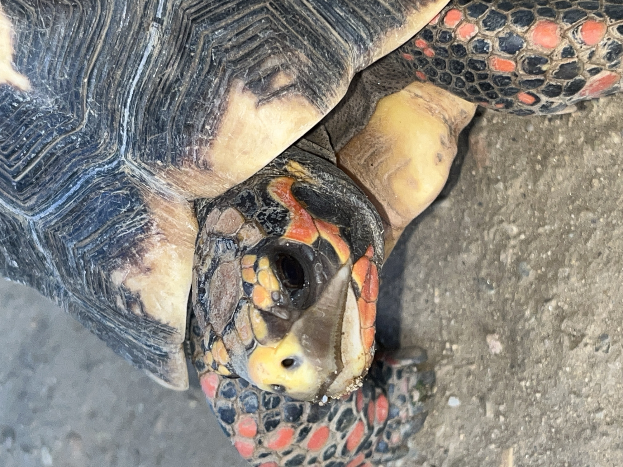 A close-up, high-angle shot captures the head, neck, and a portion of the shell and foreleg of a turtle resting on a granular surface in Tinaquillo, Venezuela. The turtle's head is the primary subject, extended slightly forward. Its skin is vividly patterned with black scales, interspersed with striking orange-red and yellowish-cream markings around its eyes, nose, and on its neck. Dark, prominent eyes and visible nostrils at the tip of its beak-like mouth are notable. Some sand or dirt adheres to its snout.
The turtle's carapace, visible on the left and top, is dark grey or black, featuring intricate, wavy patterns and distinct growth rings. Lighter, off-white or light brown patches are present on the shell scutes. The skin on its partially visible foreleg also exhibits the characteristic black and orange-red speckled pattern seen on its head and neck.
The background is a textured, light grey to brown ground, resembling dirt, gravel, or coarse concrete, suggesting a natural outdoor setting. The bright, natural lighting illuminates the turtle's features, emphasizing the textures of its shell and skin. The turtle appears still, possibly resting or observing its surroundings. No visible text is present in the image.
