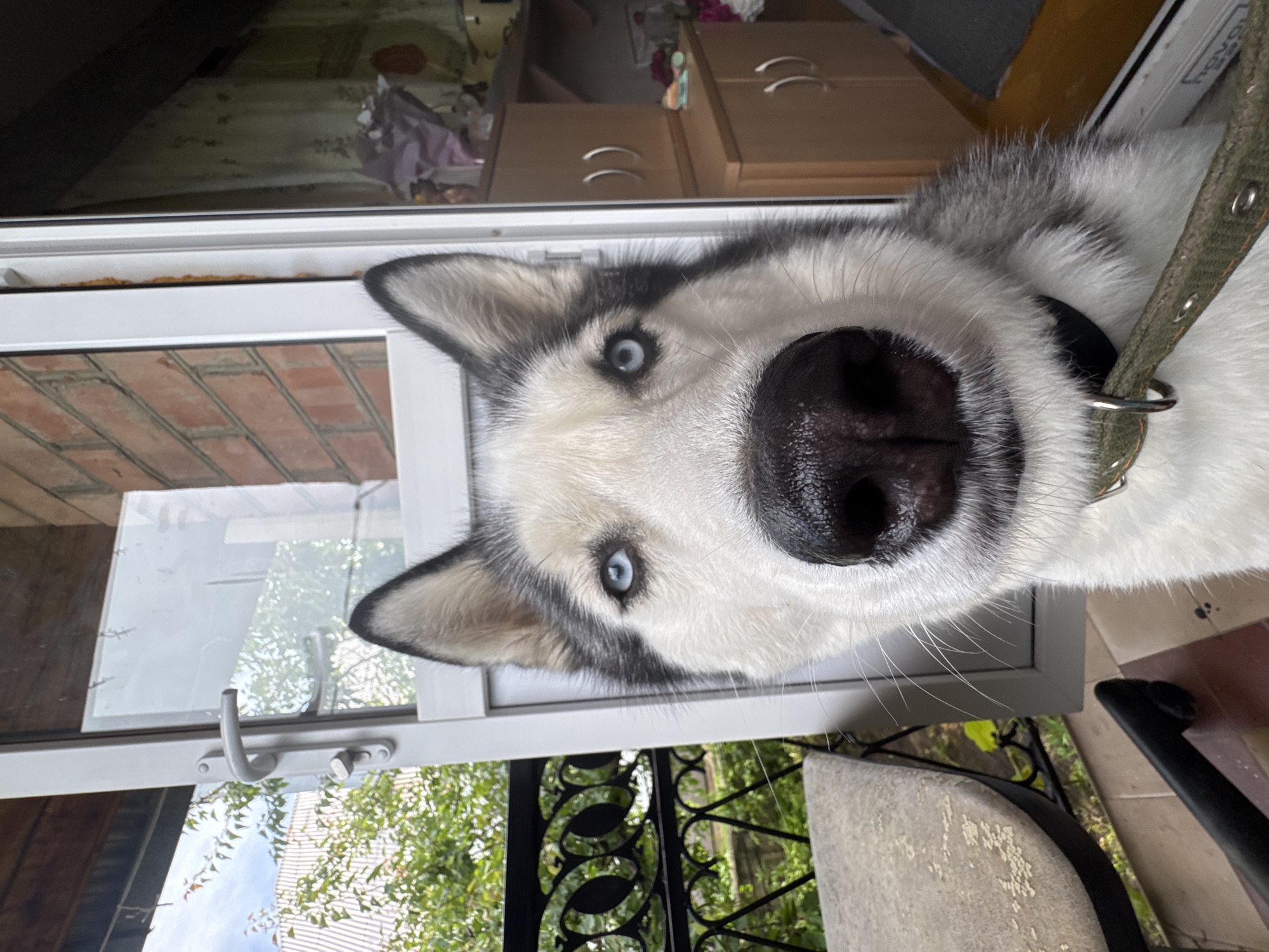 A close-up shot shows the face of a Siberian husky with striking blue eyes. The dog is wearing a green collar. The background is slightly blurred, but appears to be an outdoor setting, possibly a porch or balcony. To the left, a black metal railing and a portion of a gray upholstered chair are visible. To the right, a glass door reveals a room with wooden cabinets and some decorative items. The overall lighting suggests daytime.