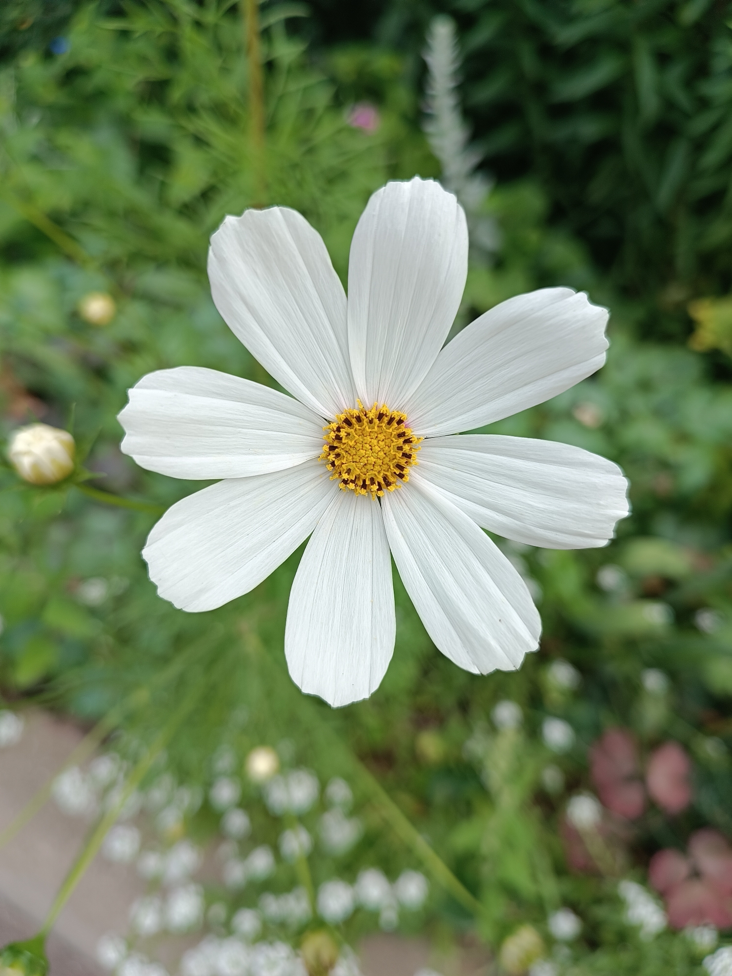 This is a close-up, eye-level, vertical, full-frame shot of a white cosmos flower. The flower is centered and in focus, with its eight white petals fanning out from a bright yellow center speckled with dark brown dots. The background is a soft, green blur of foliage, with a few out-of-focus white flowers and a single white bud to the left of the main subject. The image captures the delicate texture of the petals and the intricate details of the flower's center. There are no people or animals visible in the image, and no evidence suggests this location is in Bykovo, Russia.