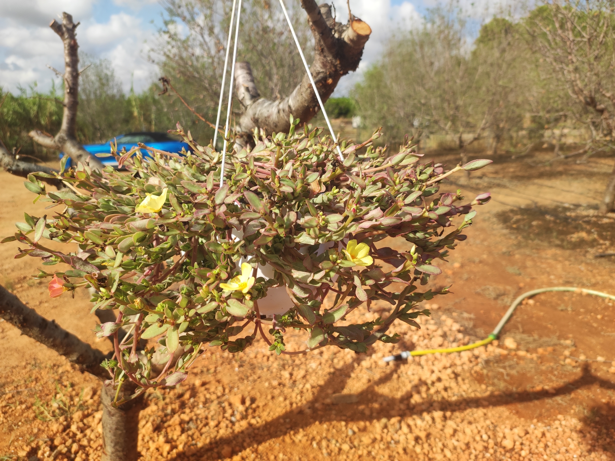 The image depicts a close-up view of a potted plant with small green and purplish leaves, some of which have small yellow flowers. The plant is hanging from white strings attached to a bare tree branch. The background shows a dusty, reddish-brown ground with sparse vegetation and trees. A blue car is partially visible in the distance. A yellow garden hose lies on the ground in the mid-ground. The scene appears to be an outdoor environment, possibly a garden or rural area, in Alcàsser, Spain. The lighting suggests it is daytime with sunlight casting shadows.