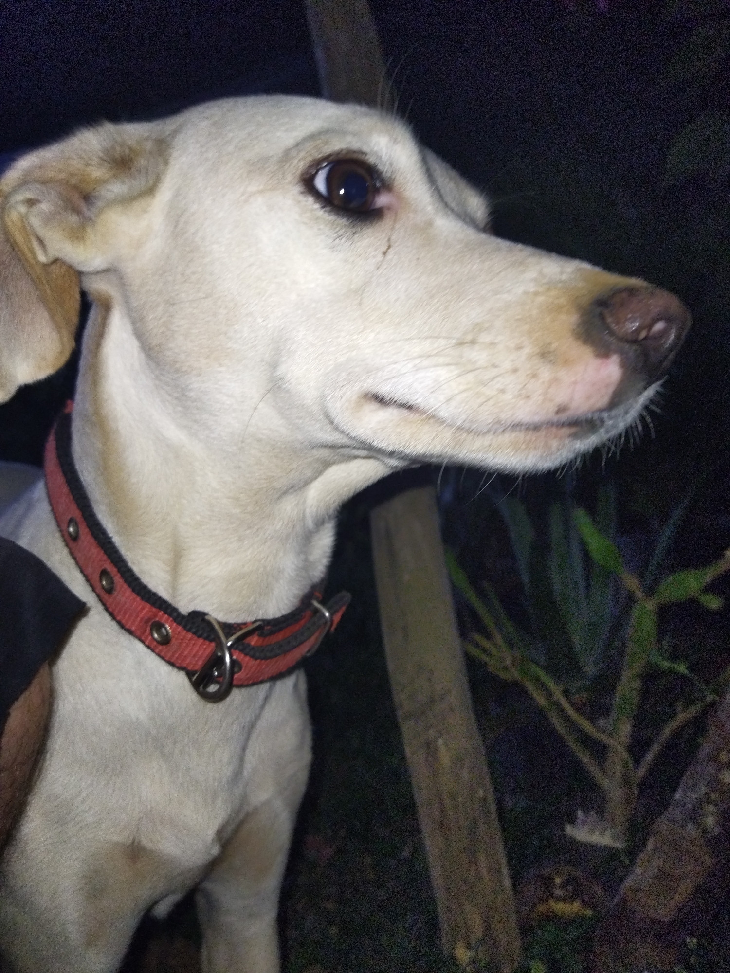 A tan or pale yellow dog wearing a red and black collar with silver hardware is the central subject of the image. The dog is positioned in the lower left, and the head is turned to the right. The background is very dark. A wooden post is behind the dog, and some plants are to the right of the wooden post. The setting is Tinaquillo, Venezuela. A dark-sleeved arm is visible on the left. The image suggests a low-light environment.