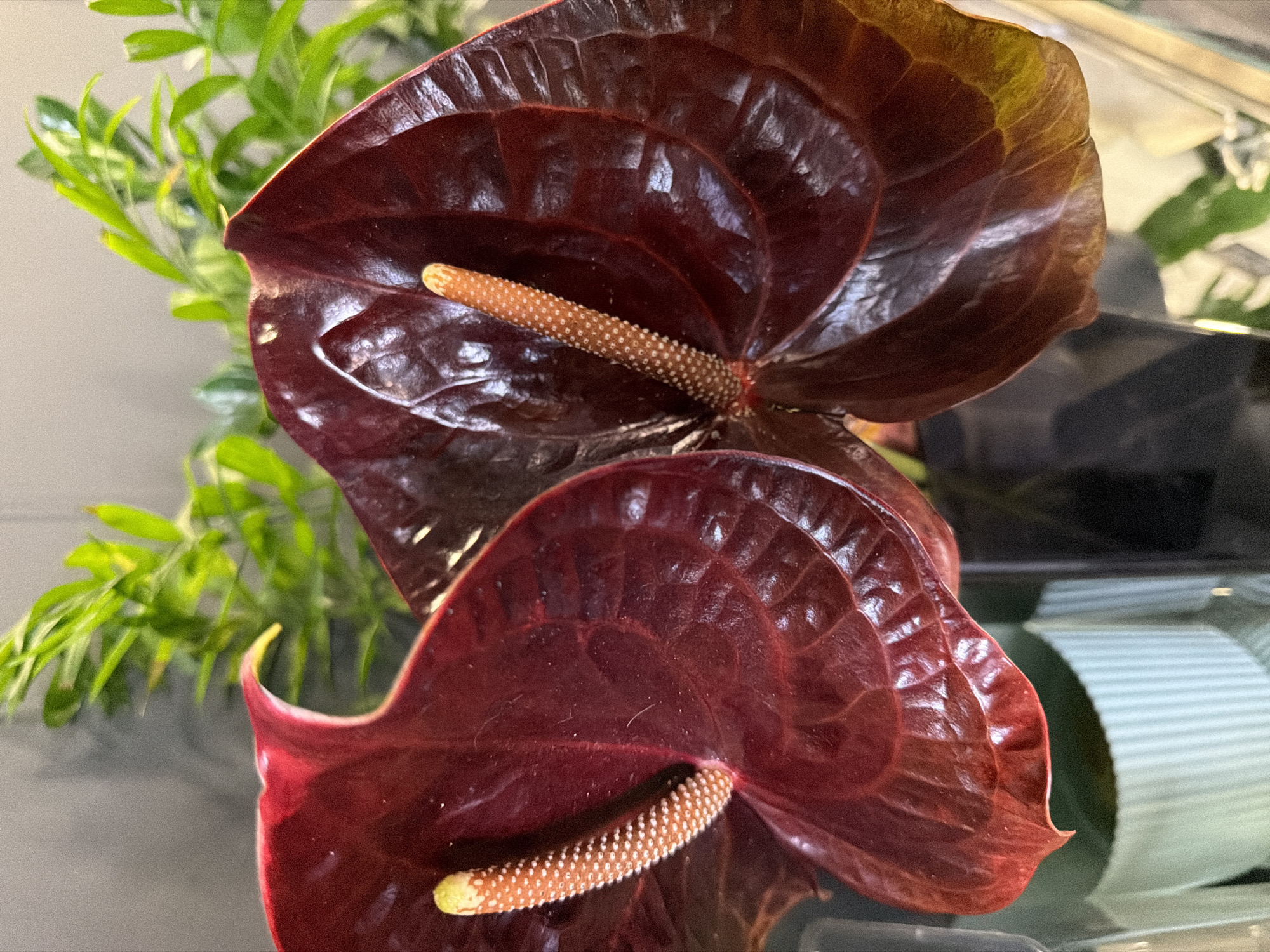 Two dark red anthurium flowers are in the foreground. The left flower is angled towards the viewer, with its spathe (modified leaf) curving upwards and to the left. The right flower is positioned slightly behind and to the right of the left flower, its spathe curving upwards and to the right. Both flowers have a prominent spadix (flower spike) in the center, which is light brown and covered in small dots. The anthurium spathes have a waxy sheen and exhibit subtle, textured veins. In the background, out-of-focus green foliage is visible, suggesting a plant or plants. Below the flowers, a light-colored, ribbed planter is partially visible. The overall lighting is soft, creating subtle highlights and shadows on the flower petals. The scene is indoors, as indicated by the artificial background and lighting.