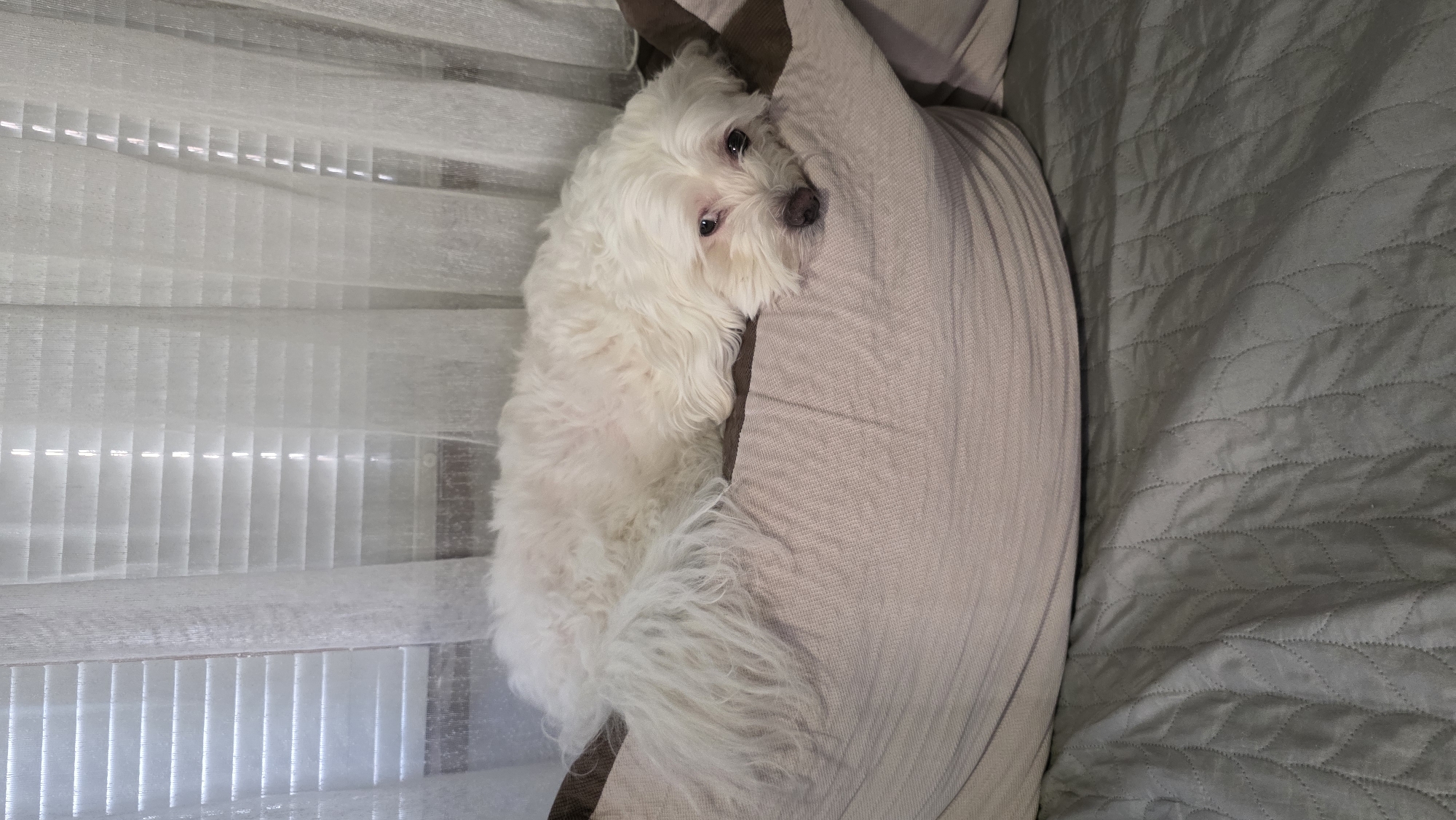A white Maltese dog is lying on a beige pillow. The pillow is on a gray quilted bedspread. To the left of the dog are white horizontal blinds. The location is unknown and cannot be determined from the image.