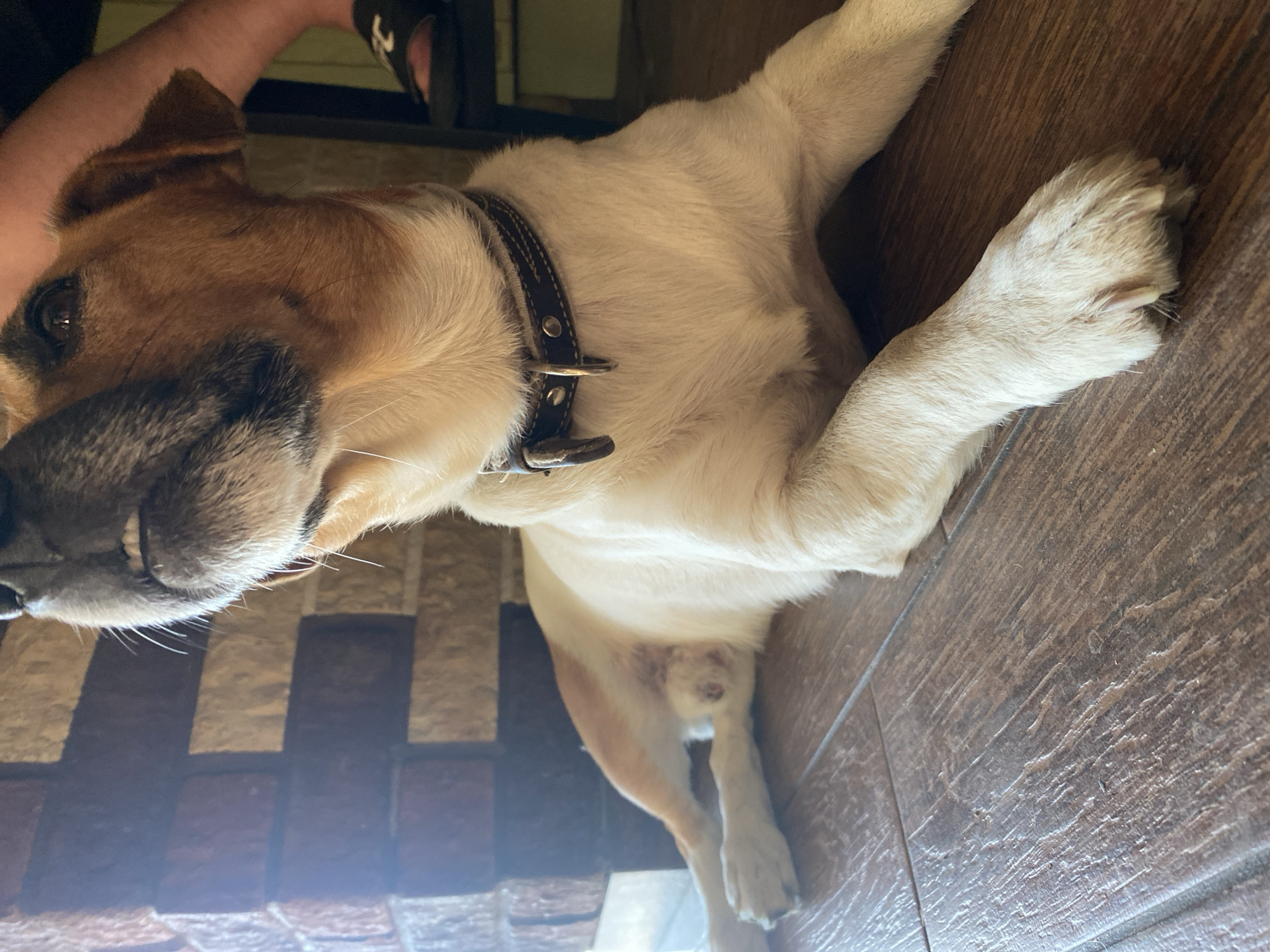 The image features a dog with tan and white fur, lying down on a wooden floor. The dog is wearing a dark collar with metal accents. Its head is in the foreground, with its eyes closed and mouth slightly open, suggesting it is relaxed or sleeping. The dog's body extends out of frame. In the background, a person's arm and leg are visible, with the person wearing dark-colored footwear. The setting appears to be indoors, possibly a home, with wooden flooring and what looks like a brick or tiled wall in the background. The lighting suggests it could be daytime, given the ambient light. The overall mood is calm and domestic. There is no visible text in the image.