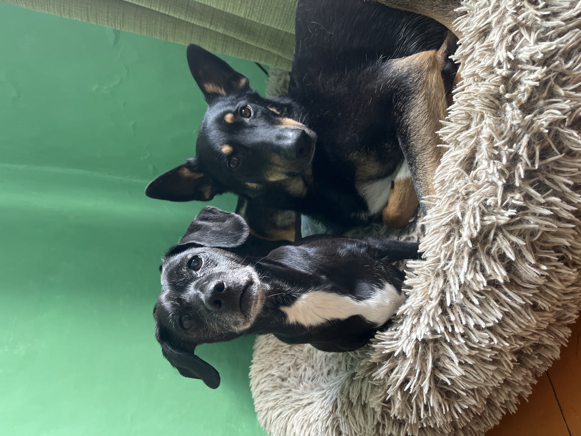 The image, captured in Nizhny Tagil, Russia, presents two dogs resting in a shaggy, light beige dog bed against a plain green wall. The perspective is from above, looking down on the dogs, with the image rotated clockwise.
In the upper section of the frame, a larger black and tan dog is visible, showcasing its head and part of its body. It has short black fur accented with tan markings on its muzzle, chest, and above its warm brown eyes. Its ears are erect and pointed, and it looks directly at the viewer with a calm, curious expression. Its body appears to be settled deep within the fluffy bed.
Positioned below and slightly in front of the larger dog is a smaller black dog with a distinctive white marking on its chest. This dog features floppy ears and a muzzle dusted with grey fur, indicative of its age. Its dark, expressive eyes are also focused on the camera, conveying a gentle and inquisitive demeanor.
The dogs are comfortably nestled in a thick, shaggy, off-white pet bed that fills the right and lower-right parts of the frame, suggesting a cozy and soft environment. The background is a solid, vibrant green wall, which provides a striking contrast to the dogs' dark coats. A subtle, light-colored, possibly wooden, structural element can be seen at the very top of the image. The lighting is soft and even, consistent with an indoor setting during the daytime. There is no visible text in the image. The scene evokes a sense of companionship and peaceful relaxation.